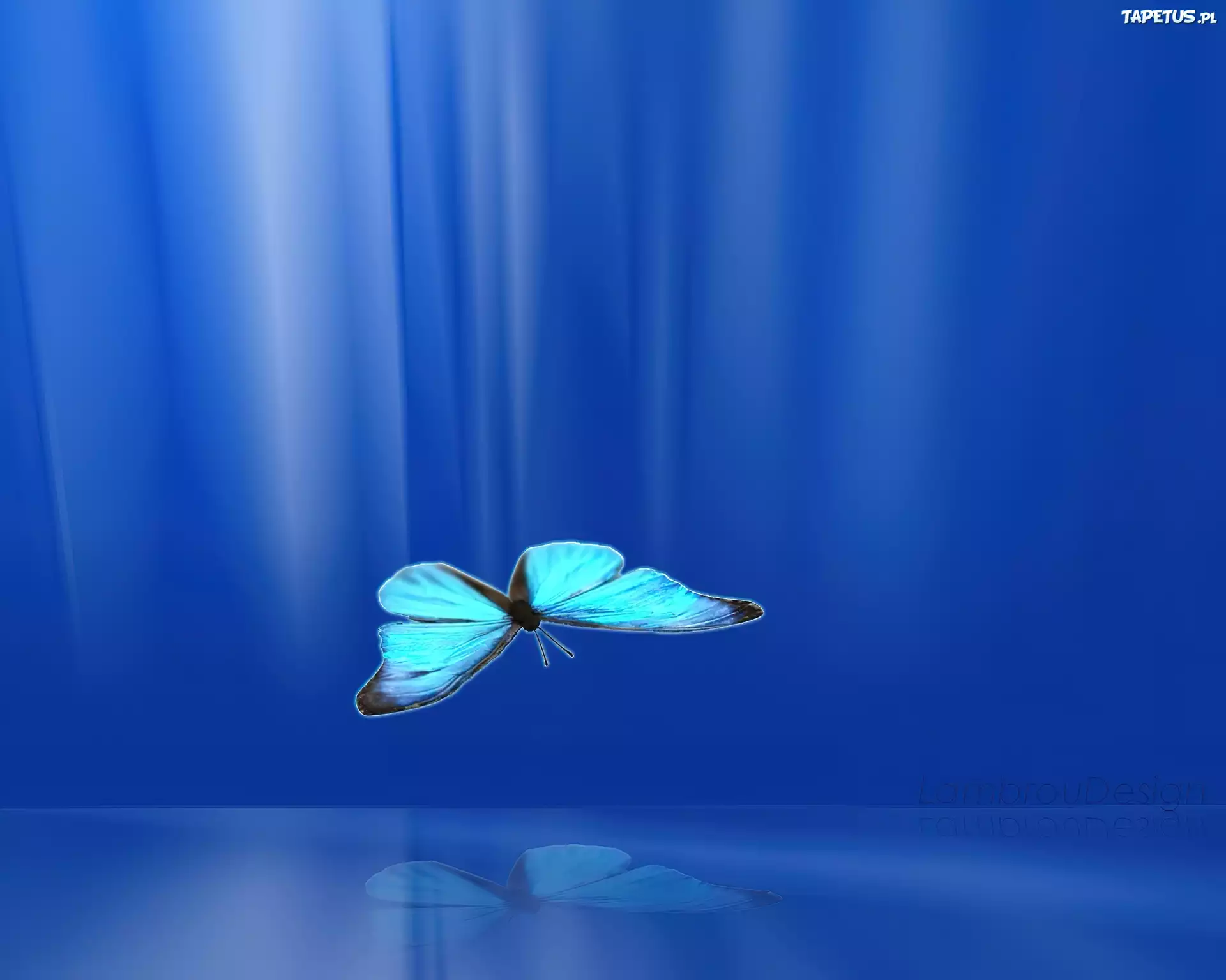 Motyl