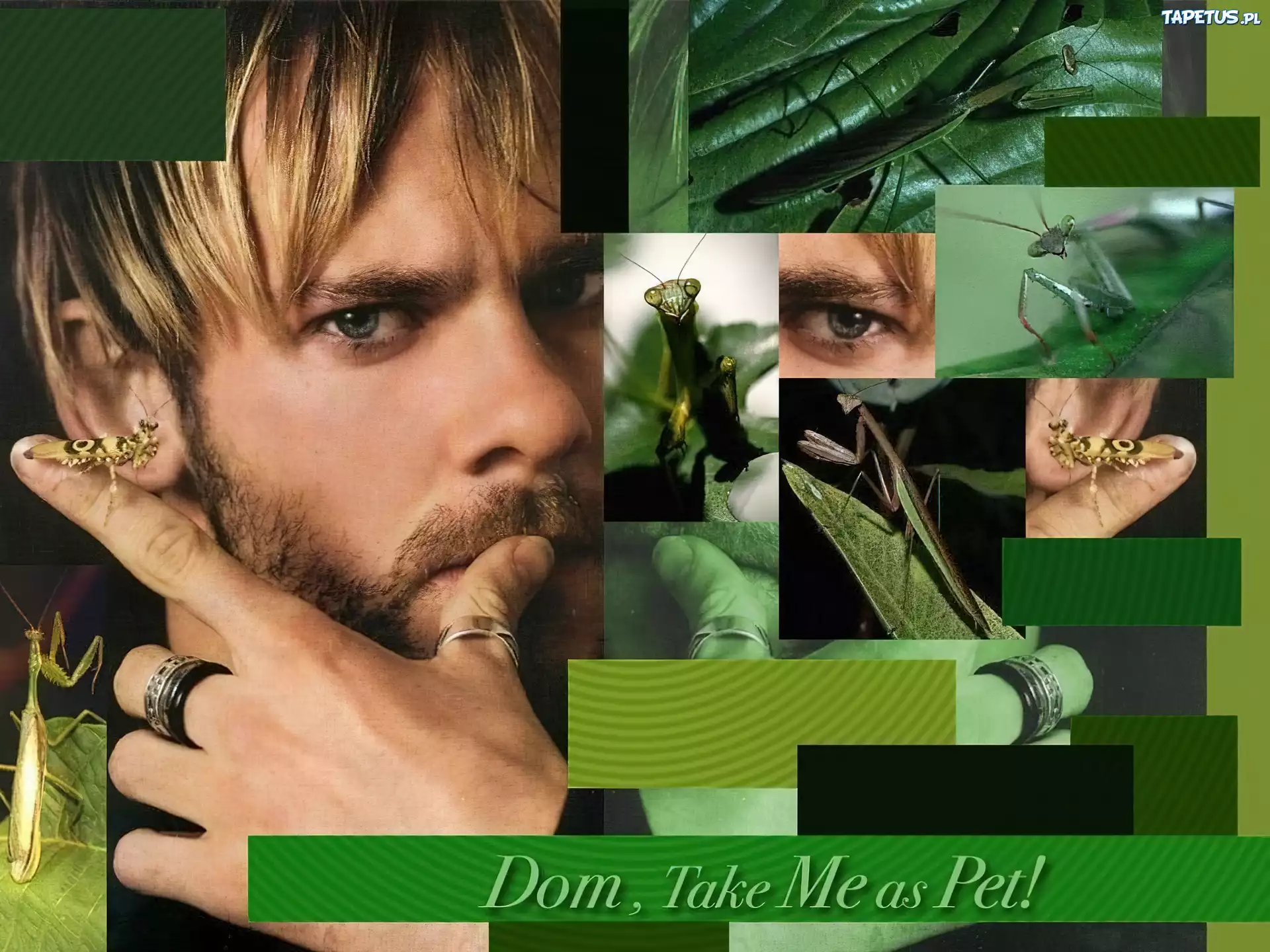 Dominic Monaghan,owady, oko