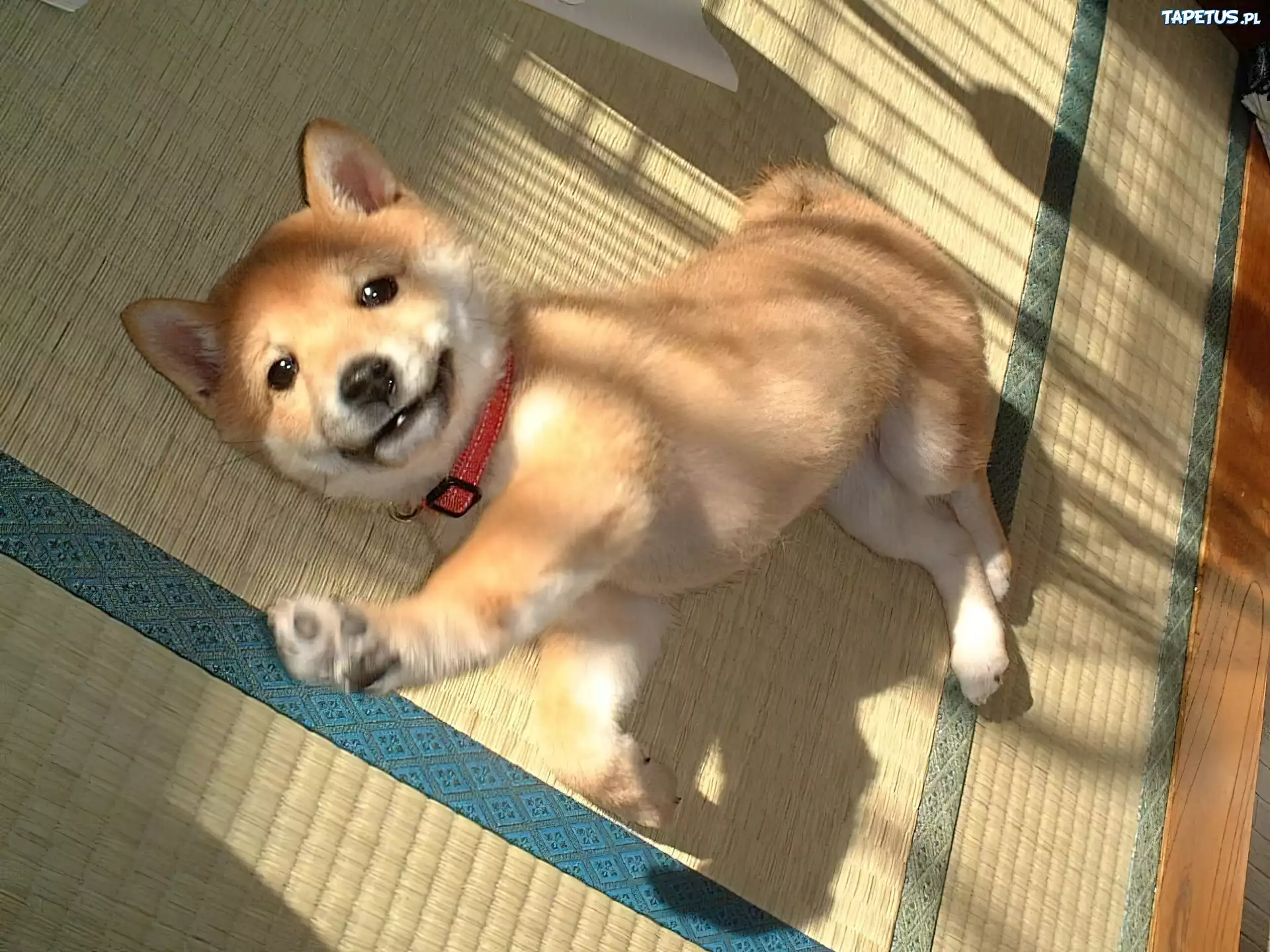 słodki, Shiba inu