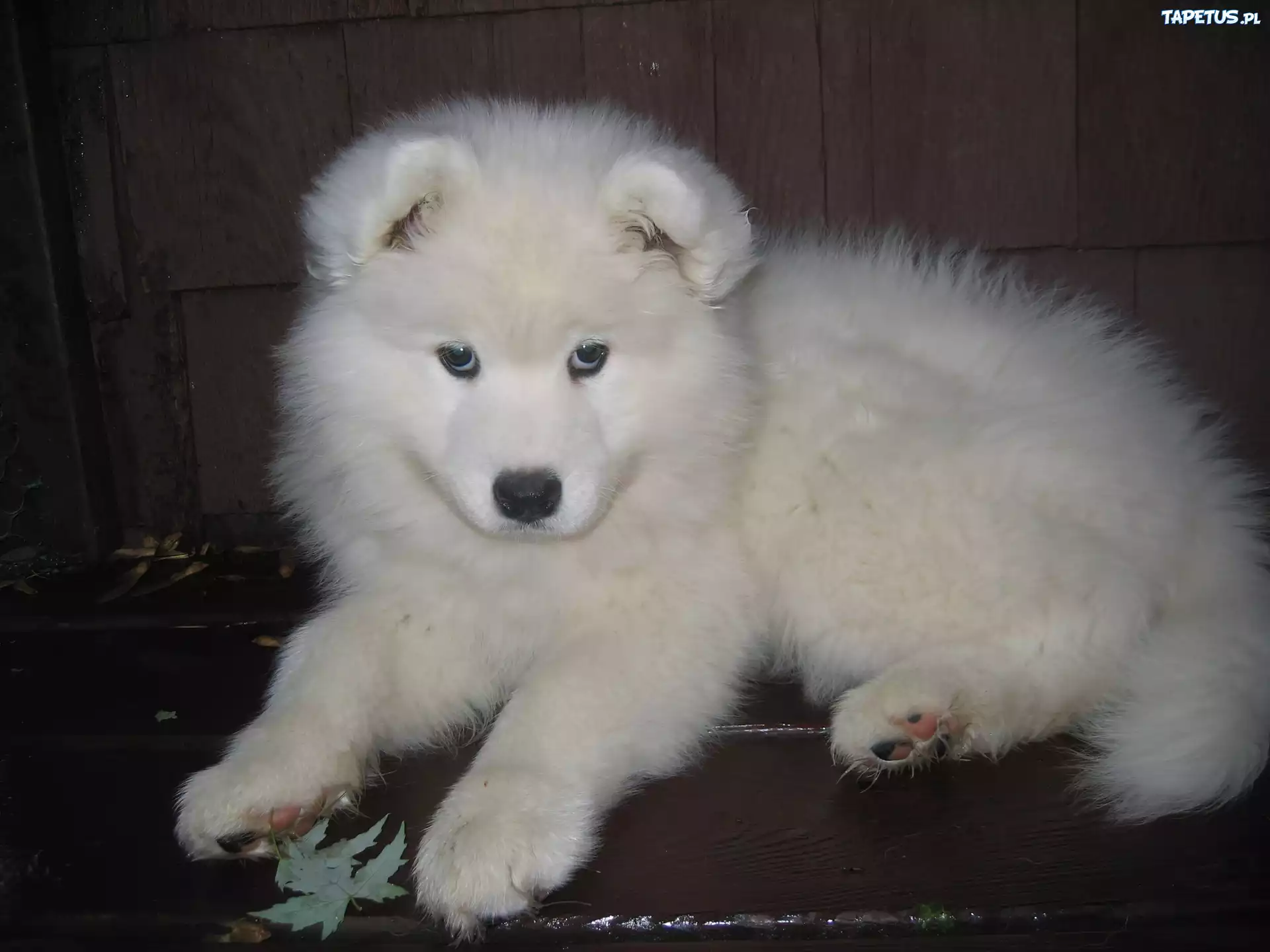 słodki, szczeniak, Samojed