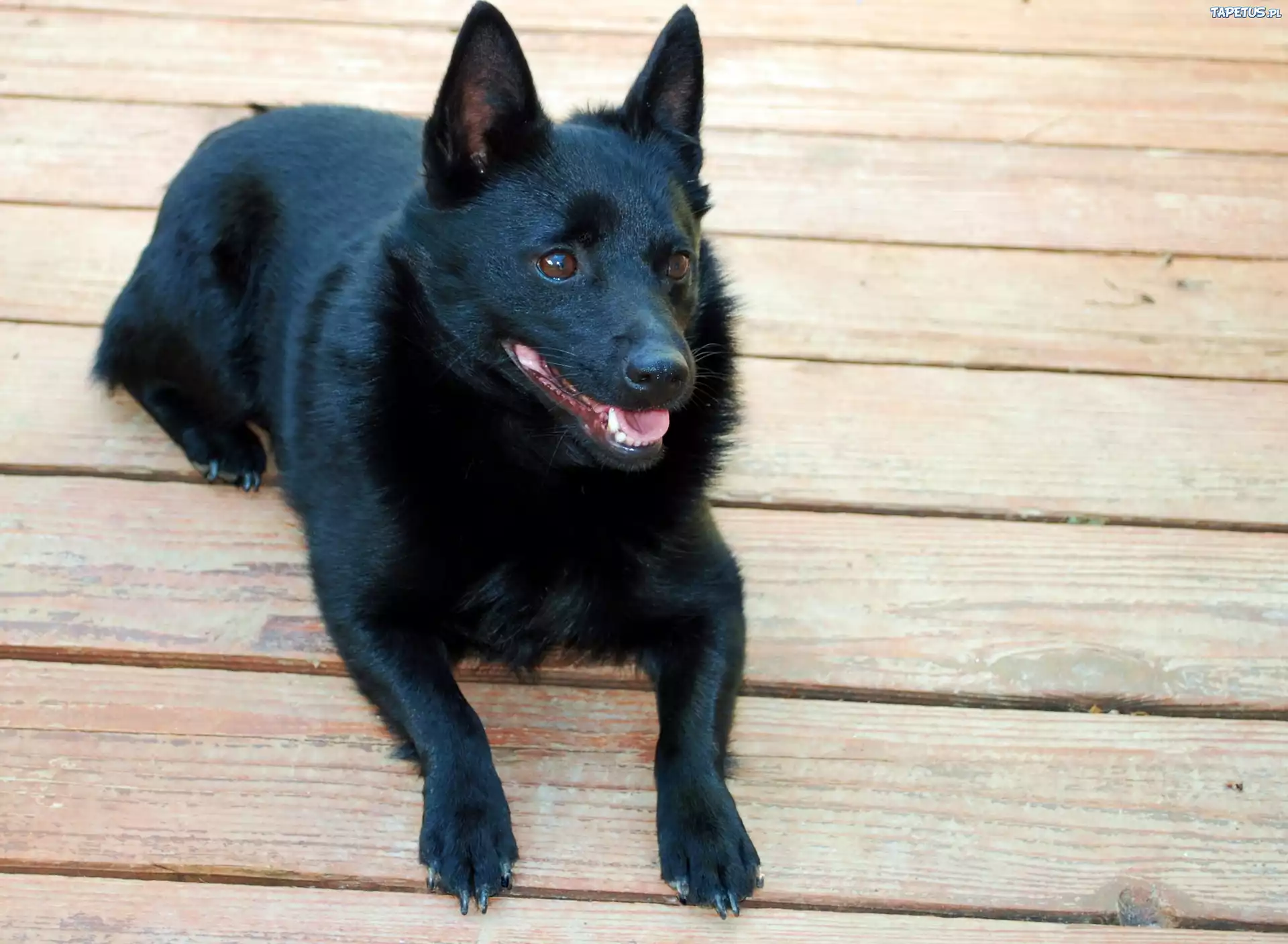 Schipperke, deski