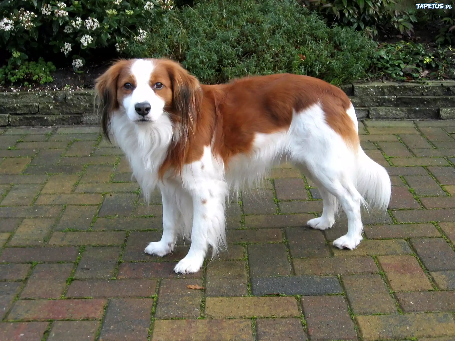 biało-rudy, Płochacz holenderski, Kooikerhondje