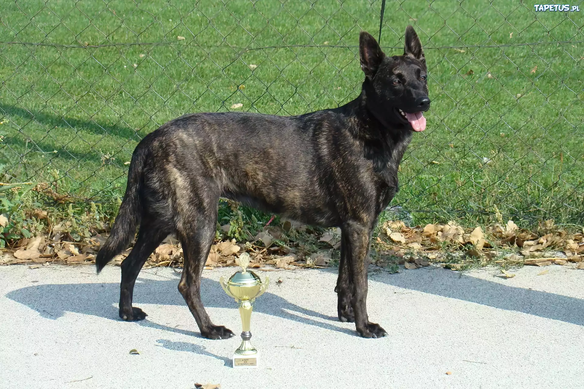 Owczarek holenderski, puchar