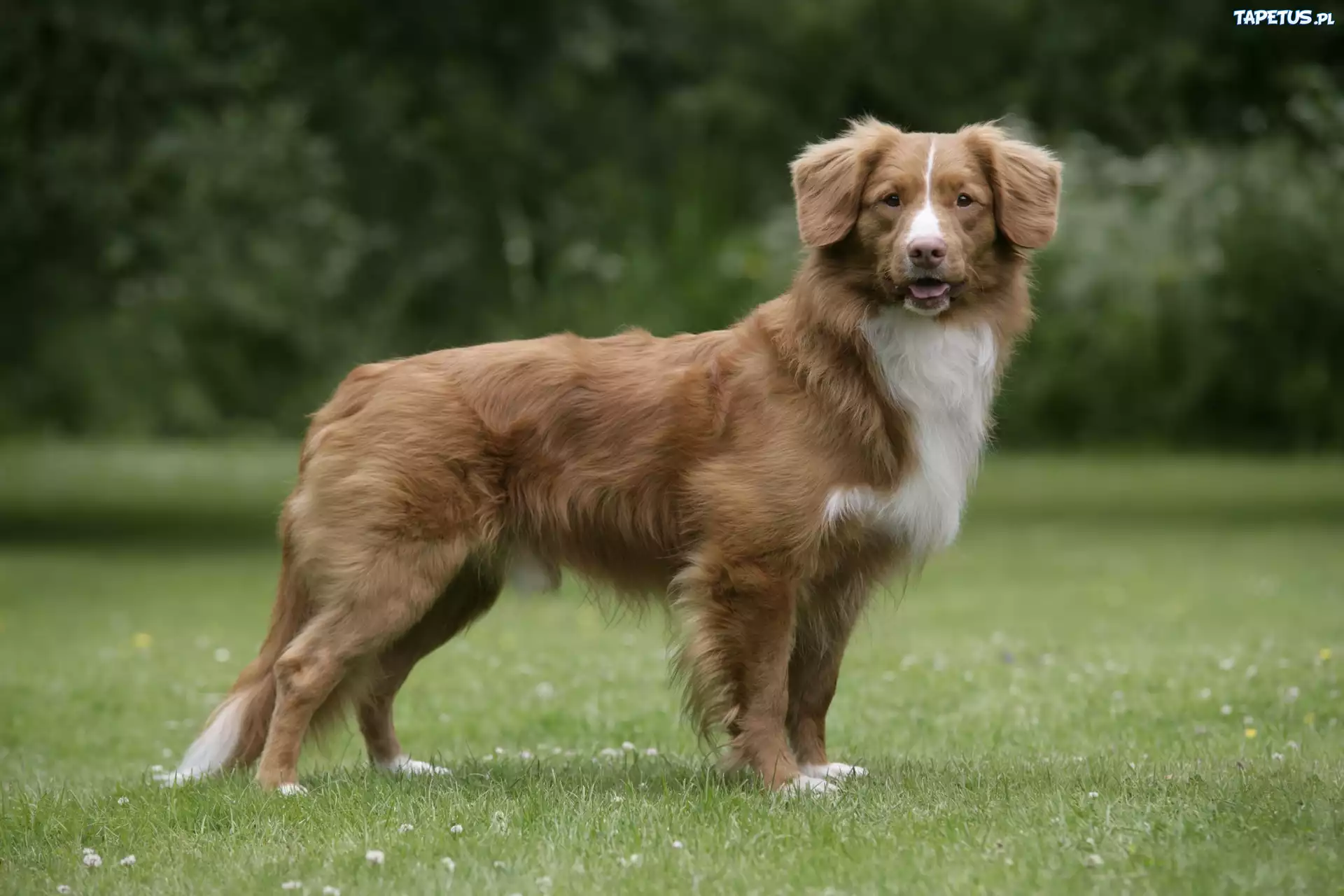 Piękny, Retriever z Nowej Szkocji