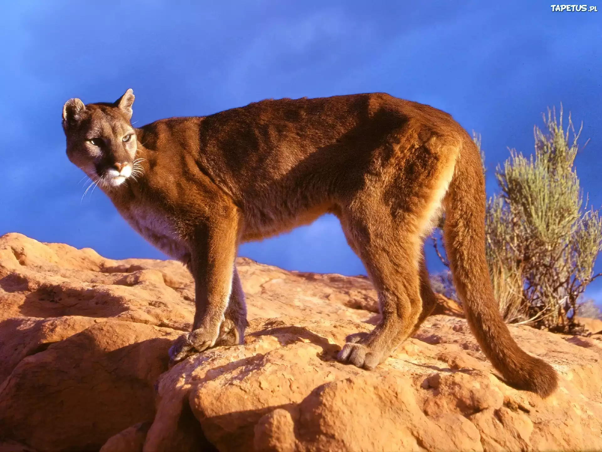 Puma, skała