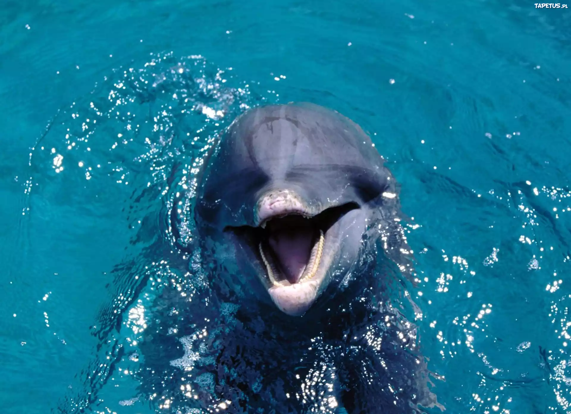 Delfiny
