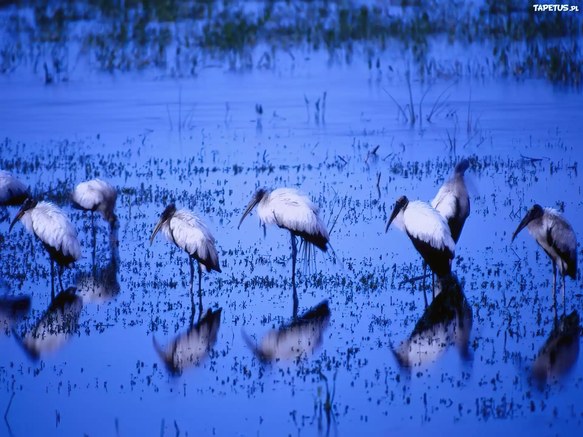 Ptak Wodny, Ibis
