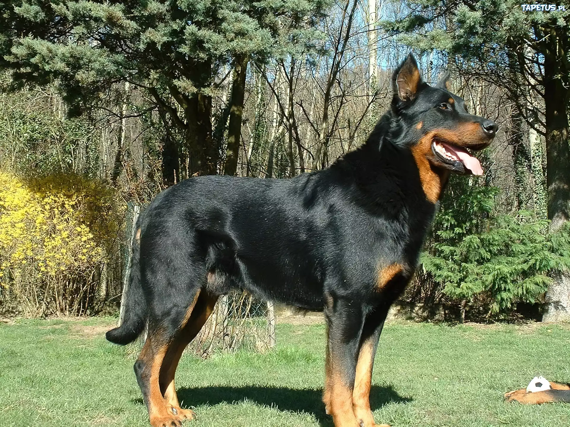 Czarny, podpalany, Beauceron