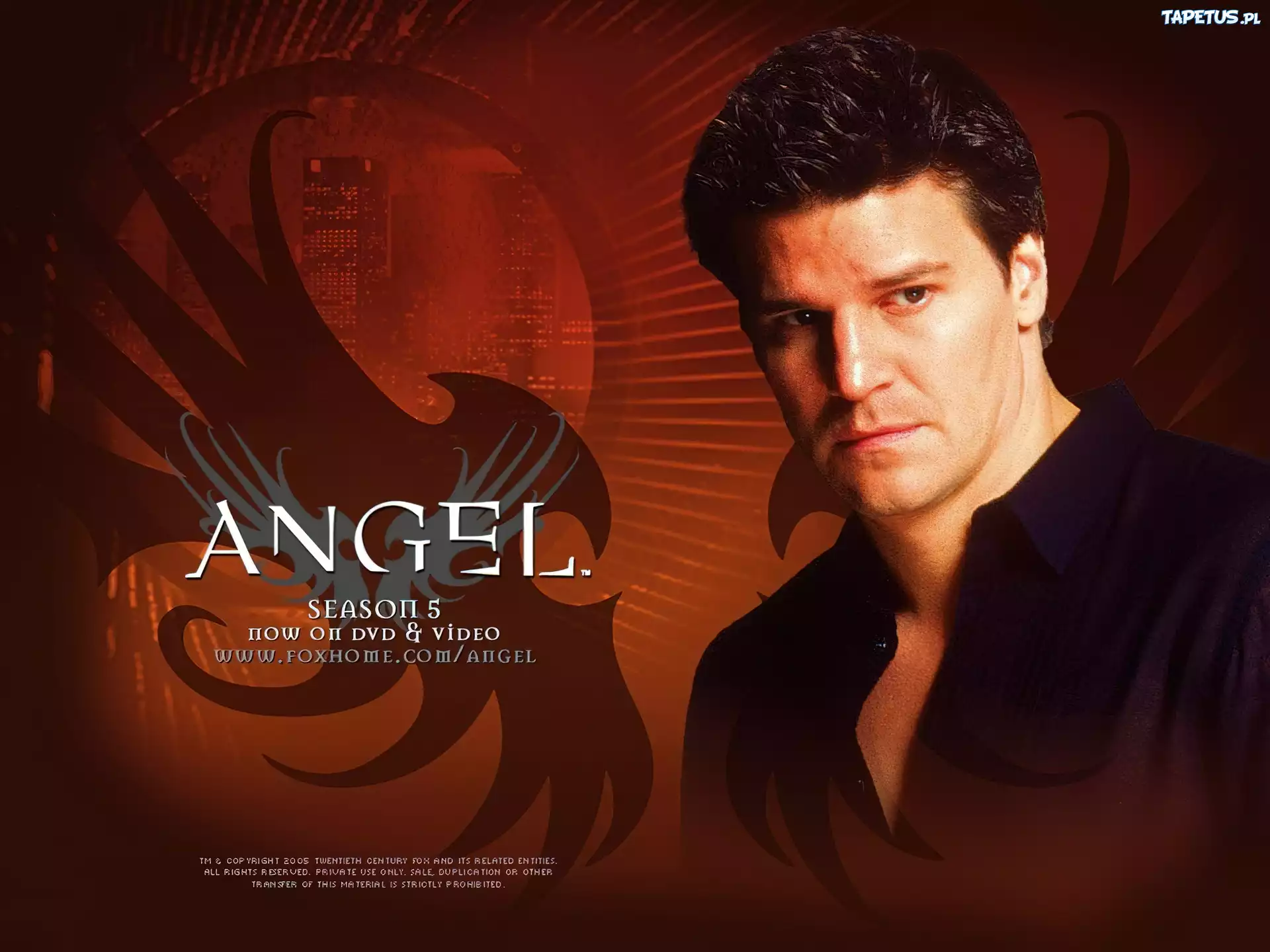 David Boreanaz,granatowa koszula