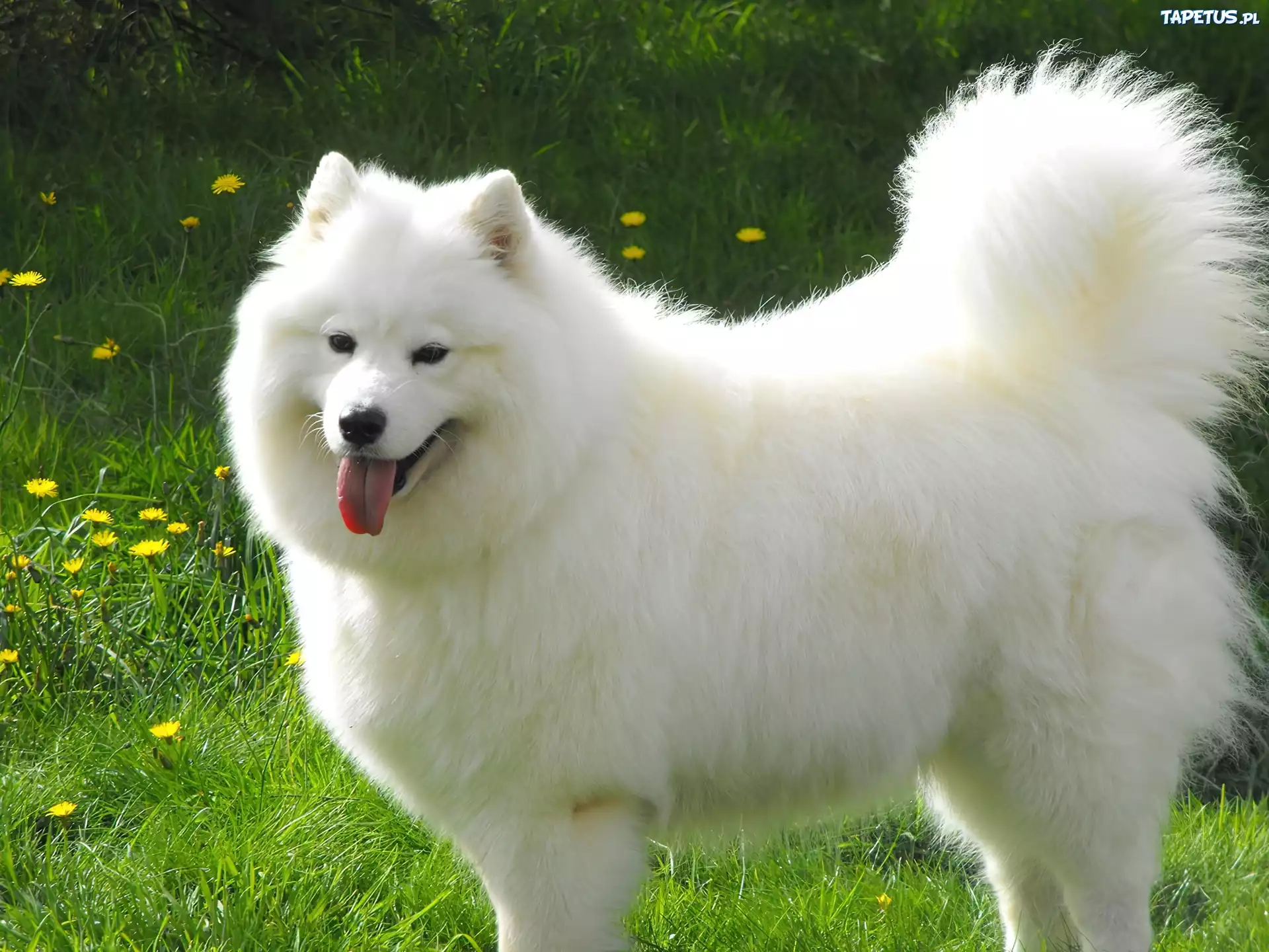 piękny, duży, Samojed