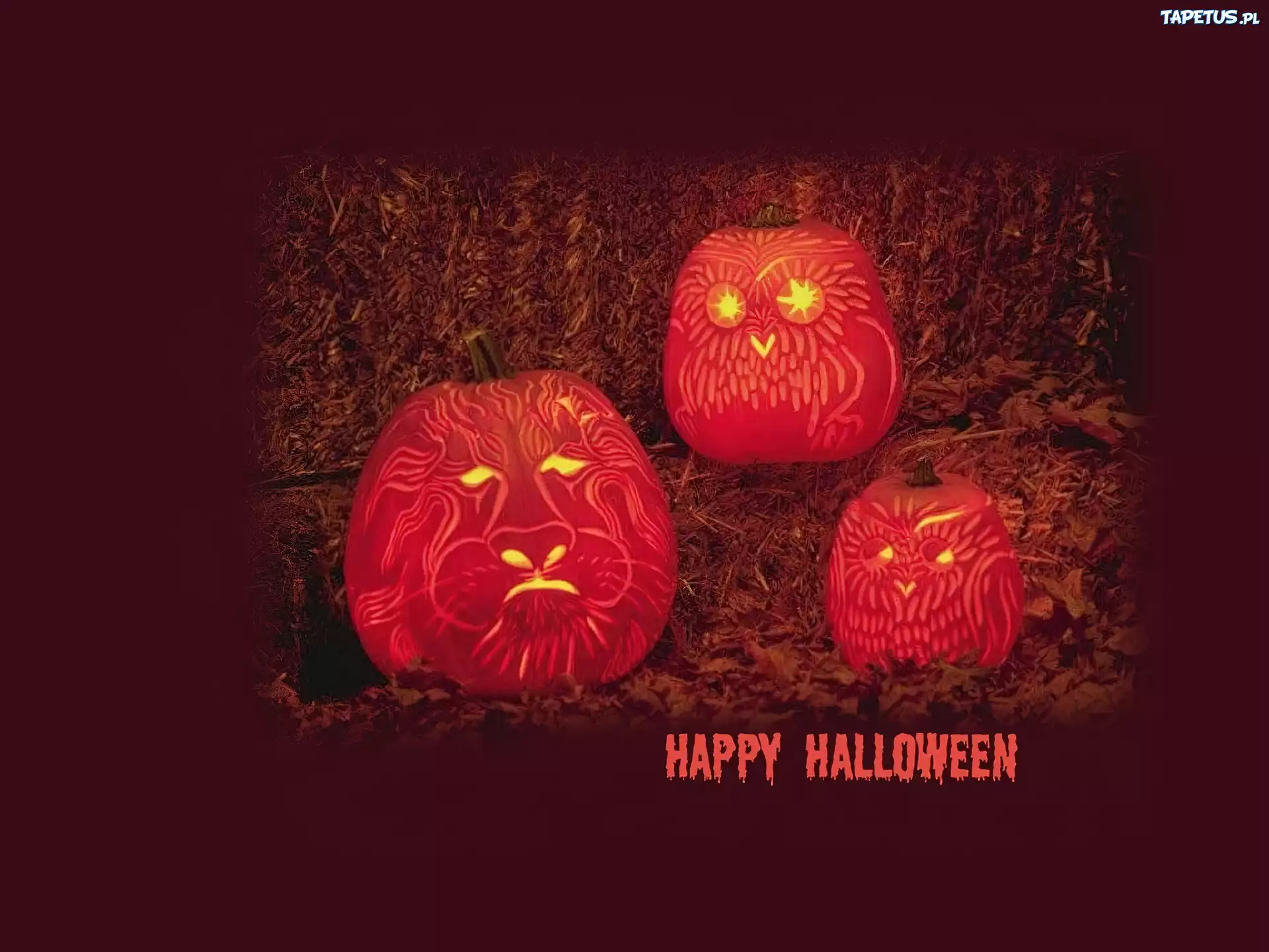 Halloween,dynie
