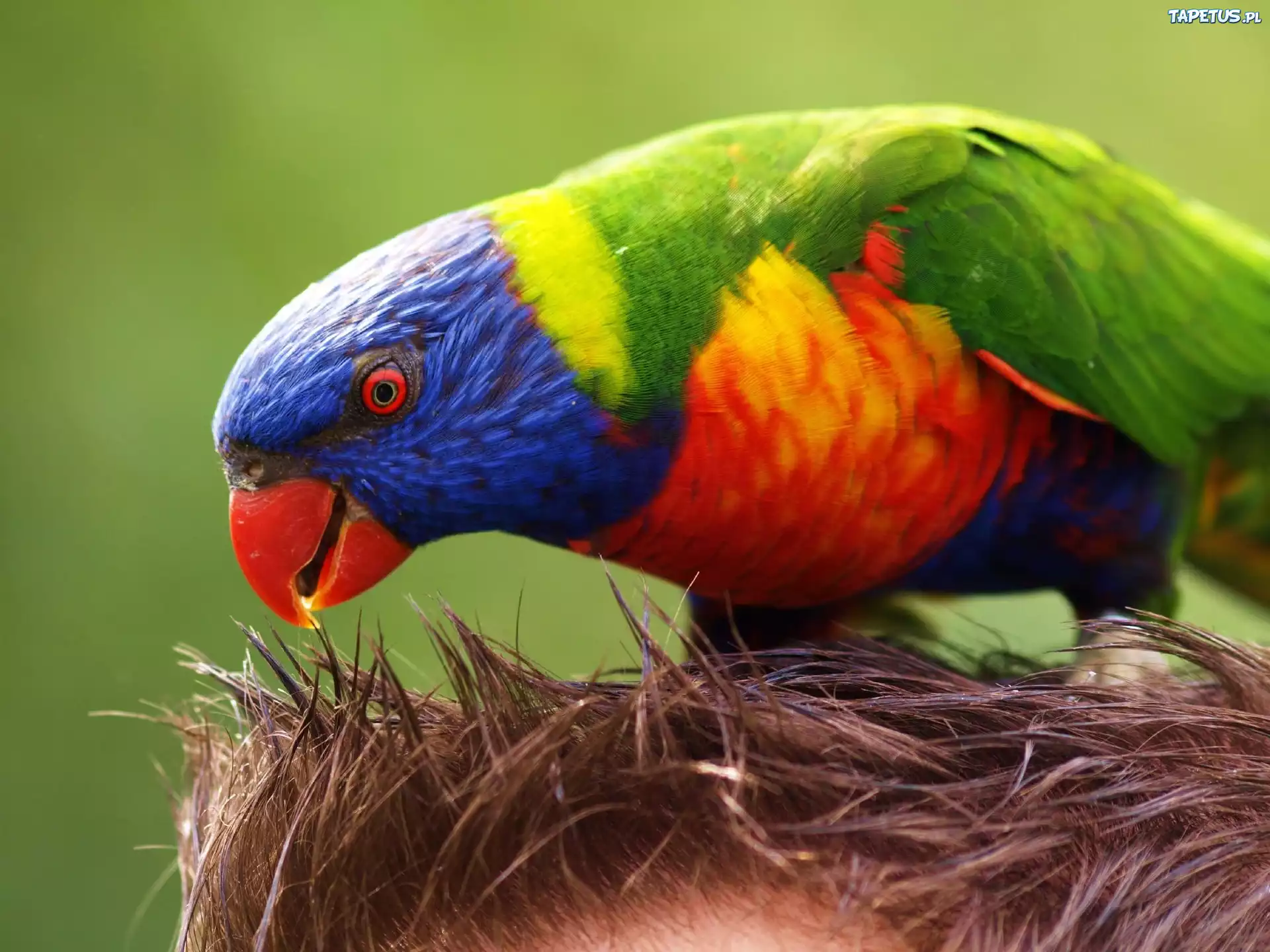 Kolorowa, Papuga