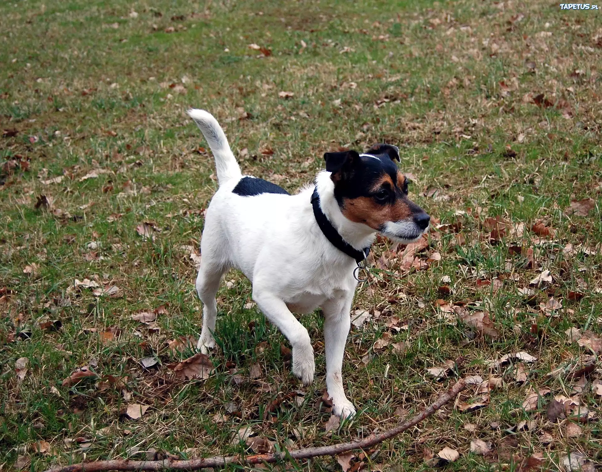 Parson Russell Terrier, kij