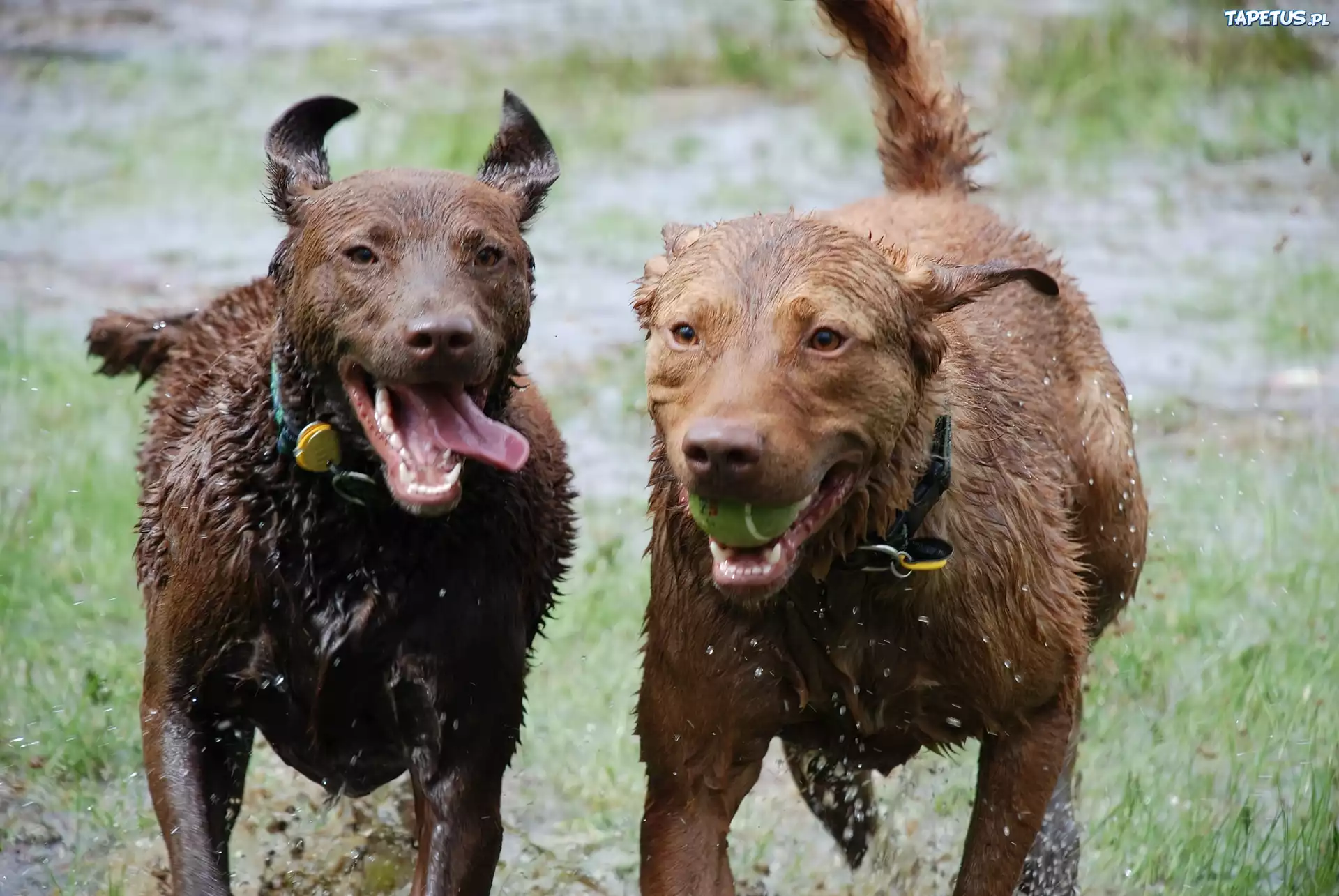 Dwa, mokre, Chesapeake Bay retrievery