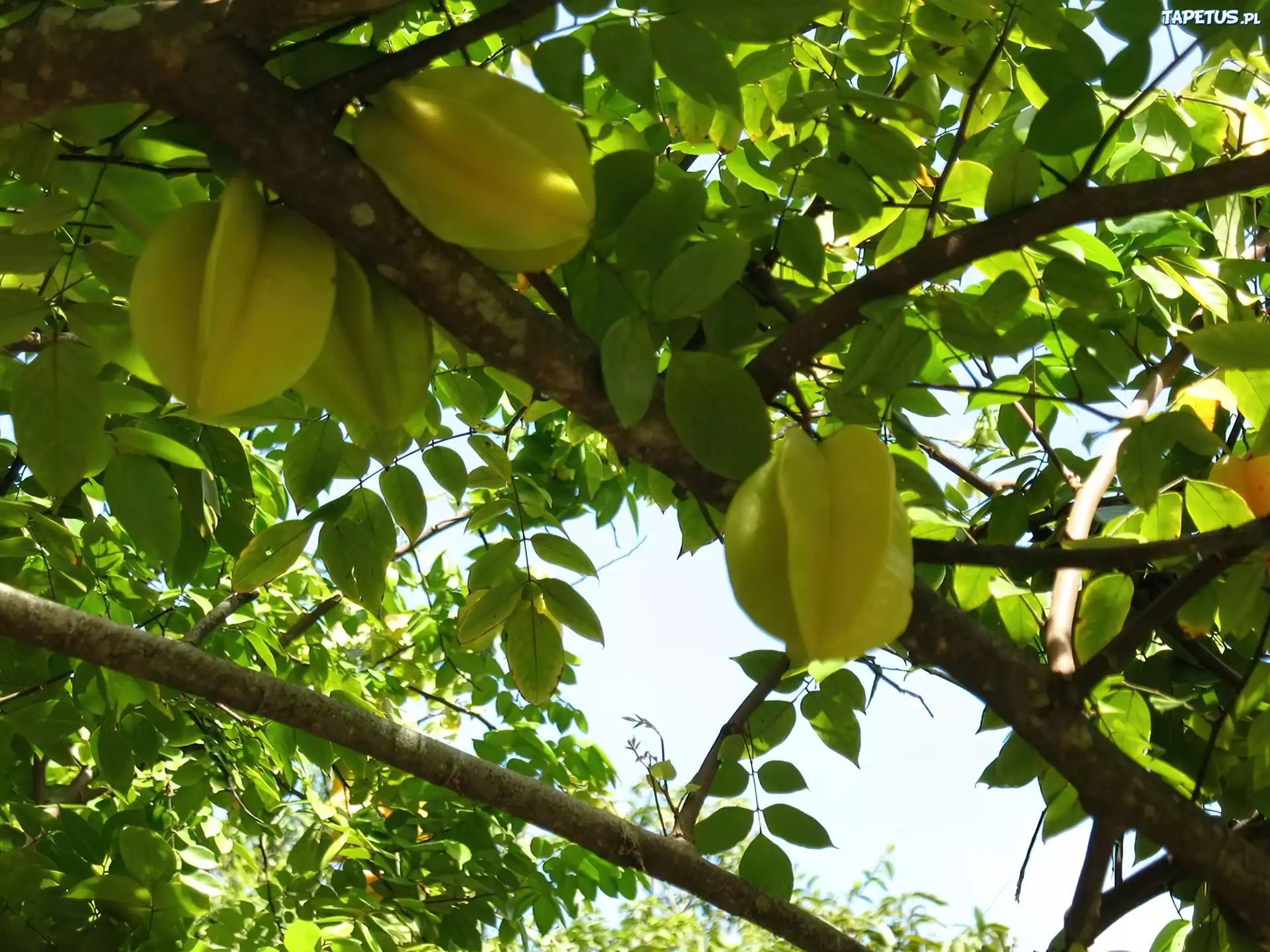 Averrhoa carambola