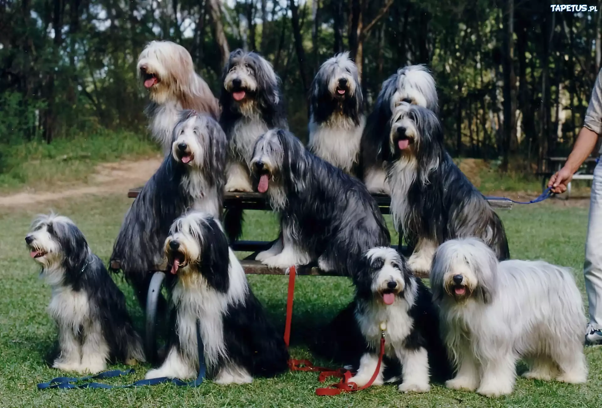 jedenaście, Bearded collie