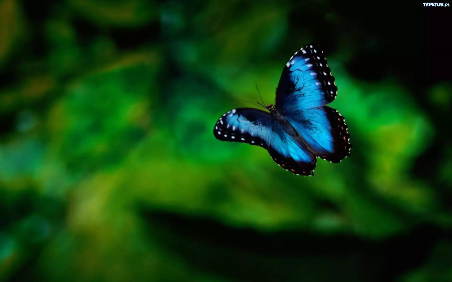 Motyl, niebieski