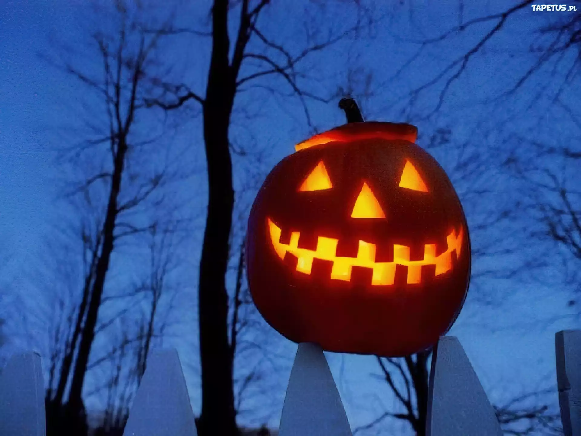 Halloween,dynia