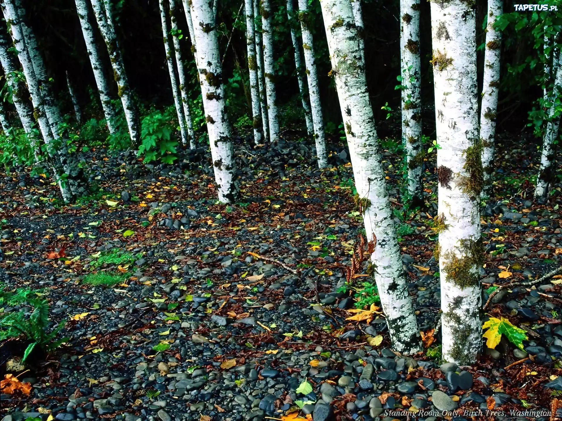 Jesień, Las, Kamyki
