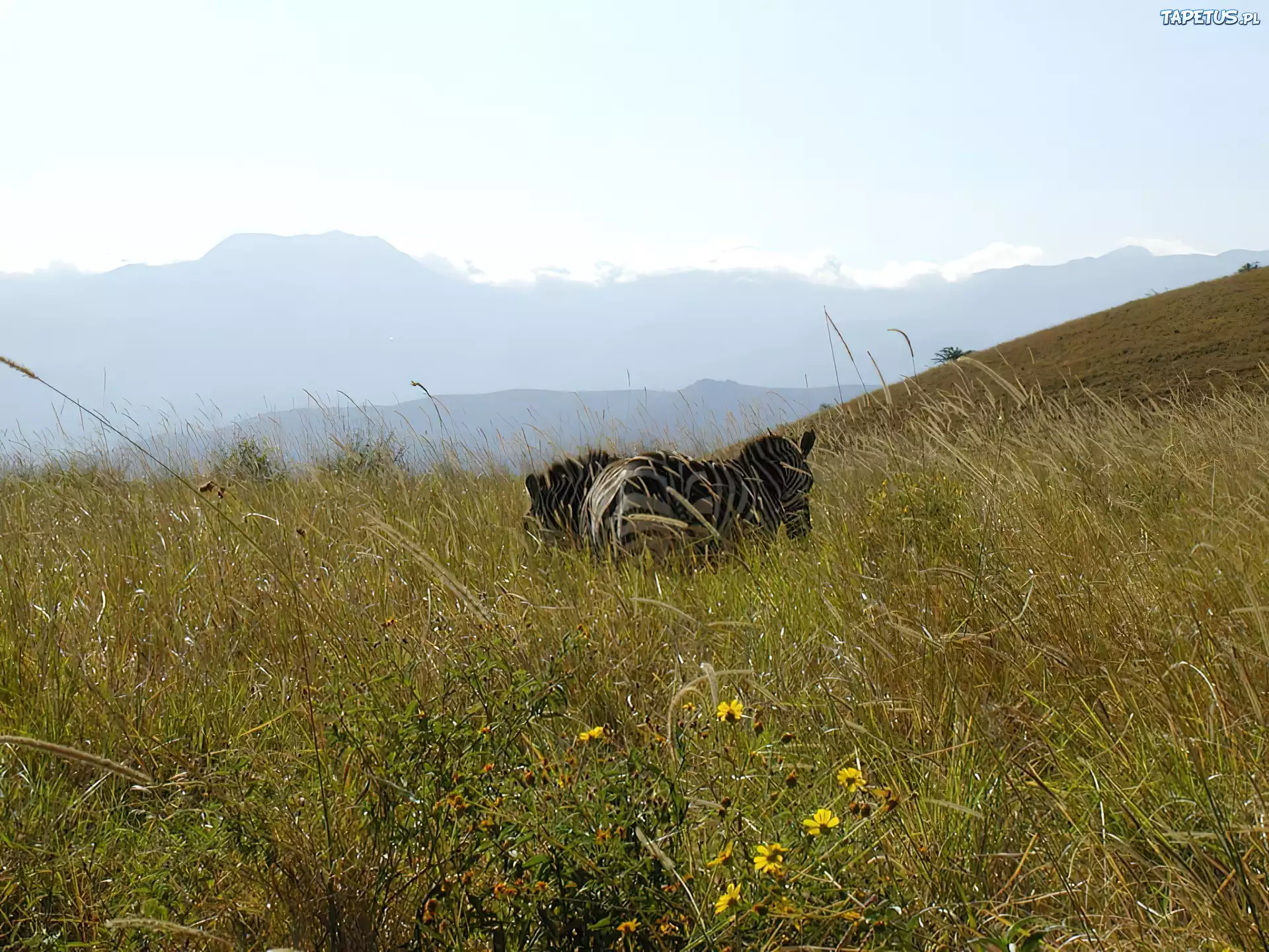 Zebra, trawy, góry