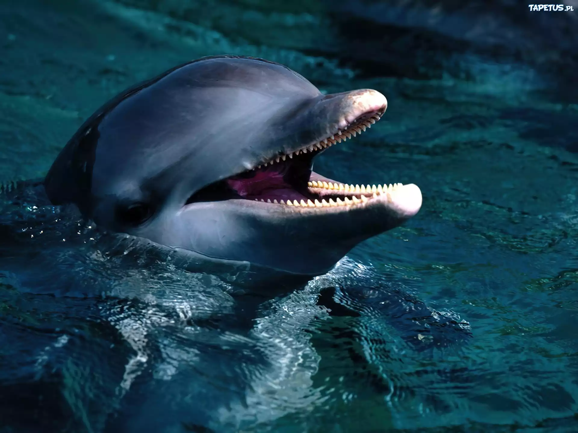 Delfin