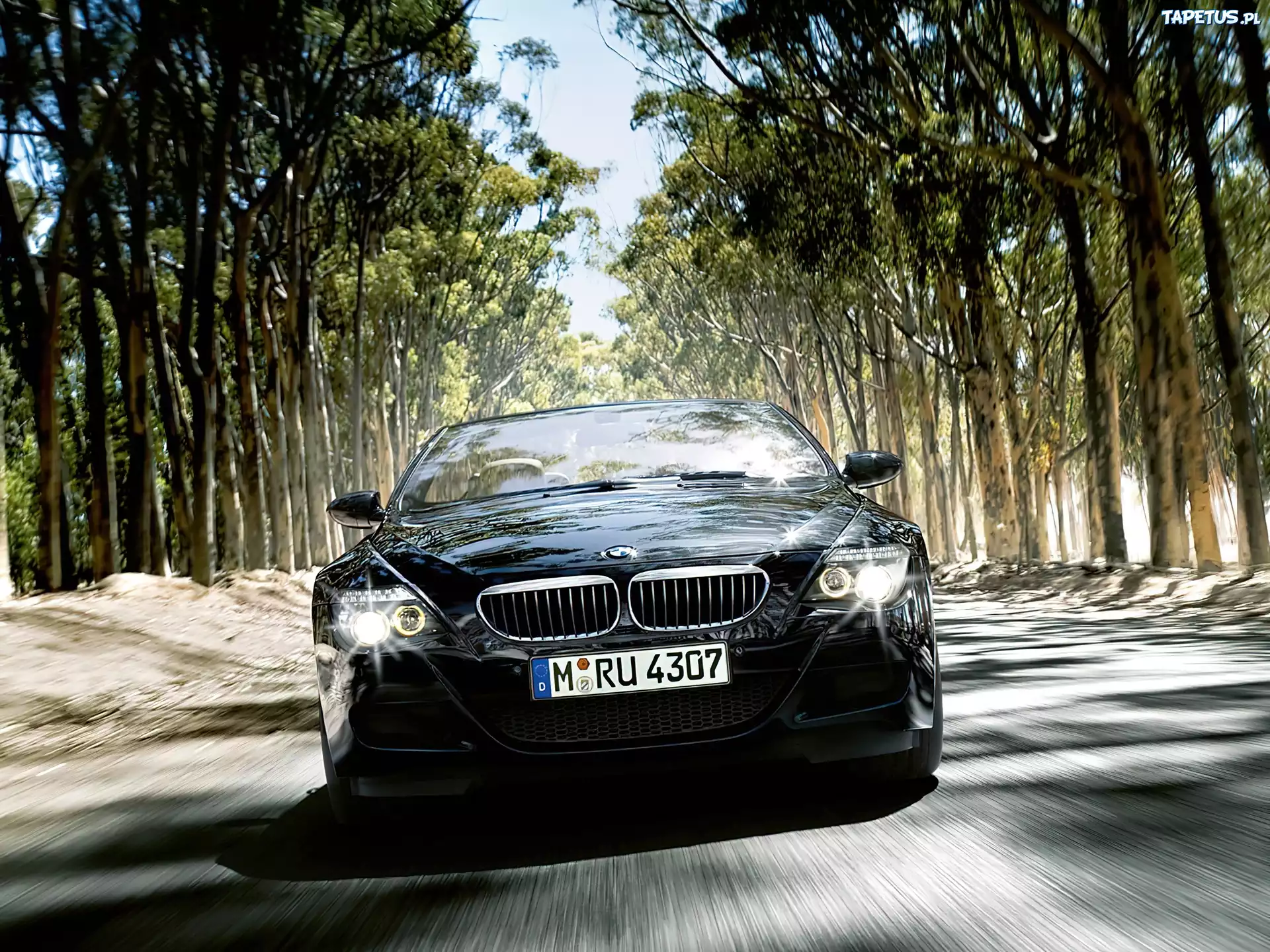 BMW Seria 6, Przód, Las, Droga