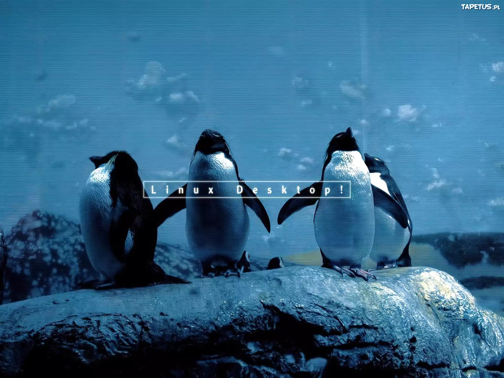 pingwin, niebo, chmury, Linux