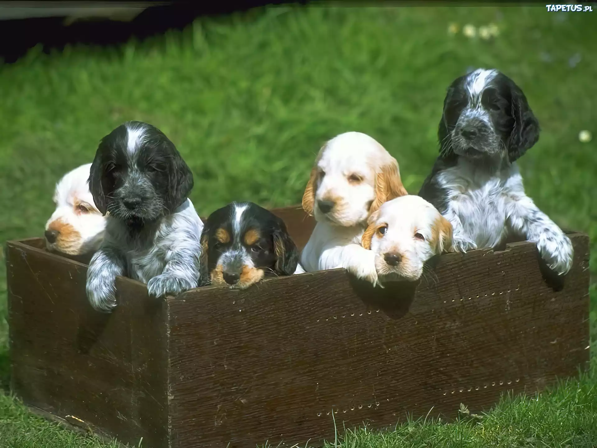 Pieski, Cocker spaniel angielski