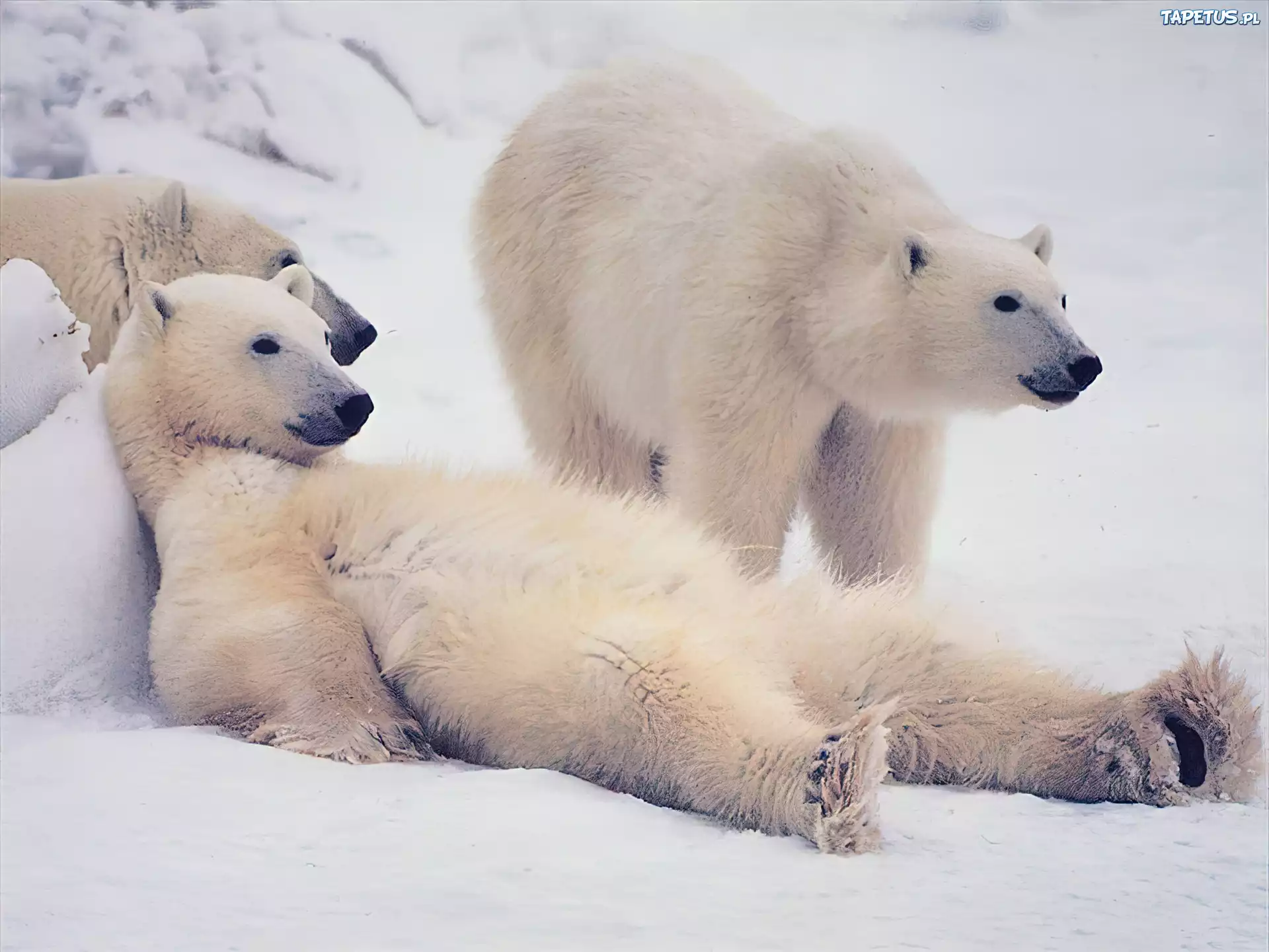 Miś, Niedźwiedź polarny