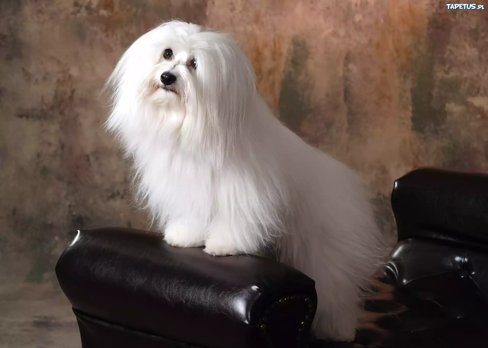 uczesany, Coton de Tulear