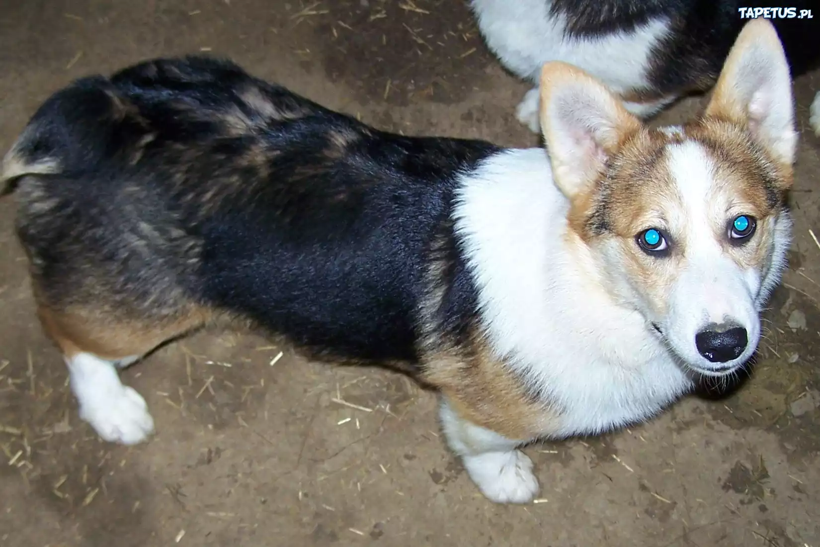 Welsh corgi pembroke
