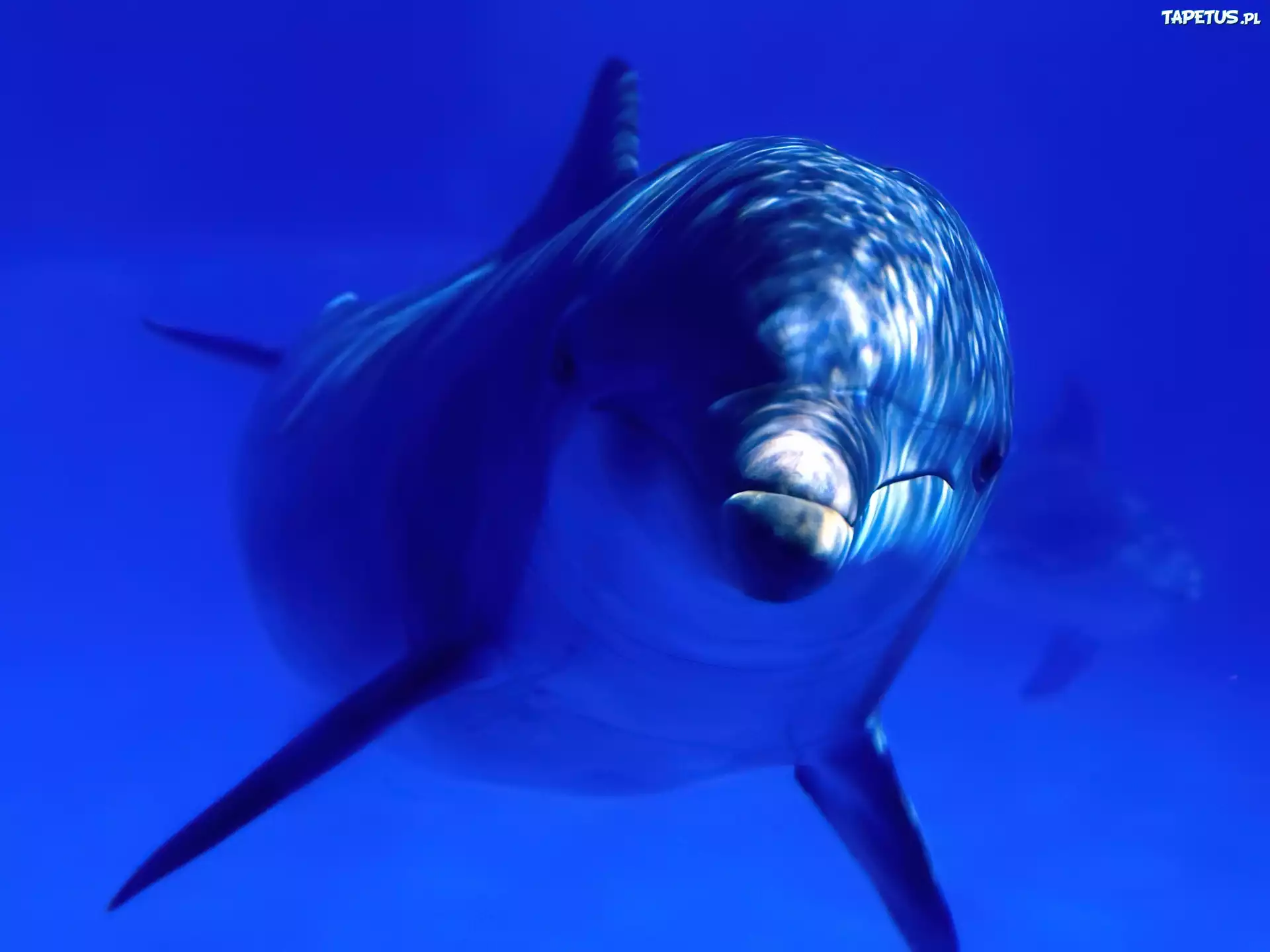 Delfin
