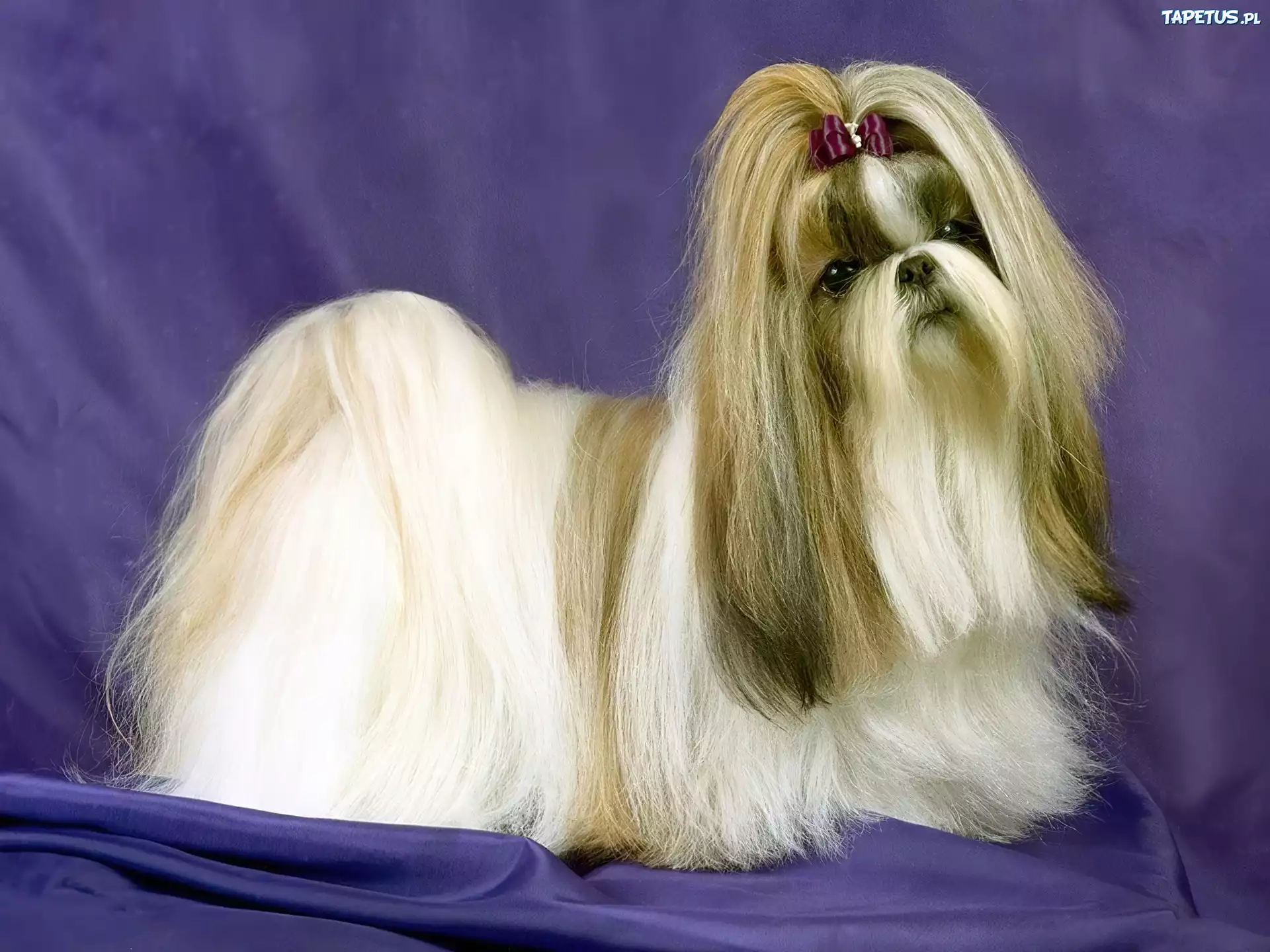 Lhasa Apso, kucyk