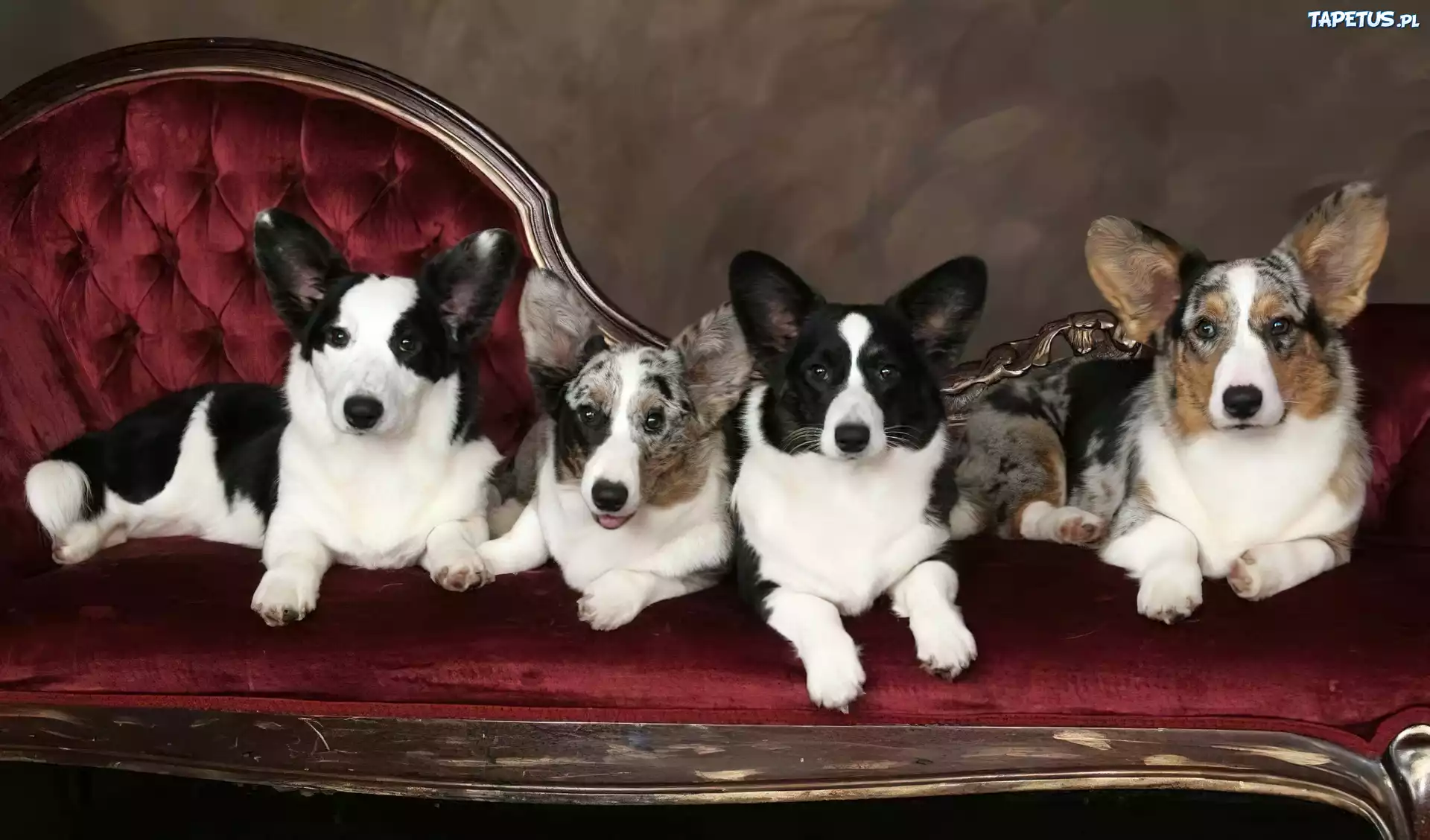 cztery, psy, Welsh corgi cardigan