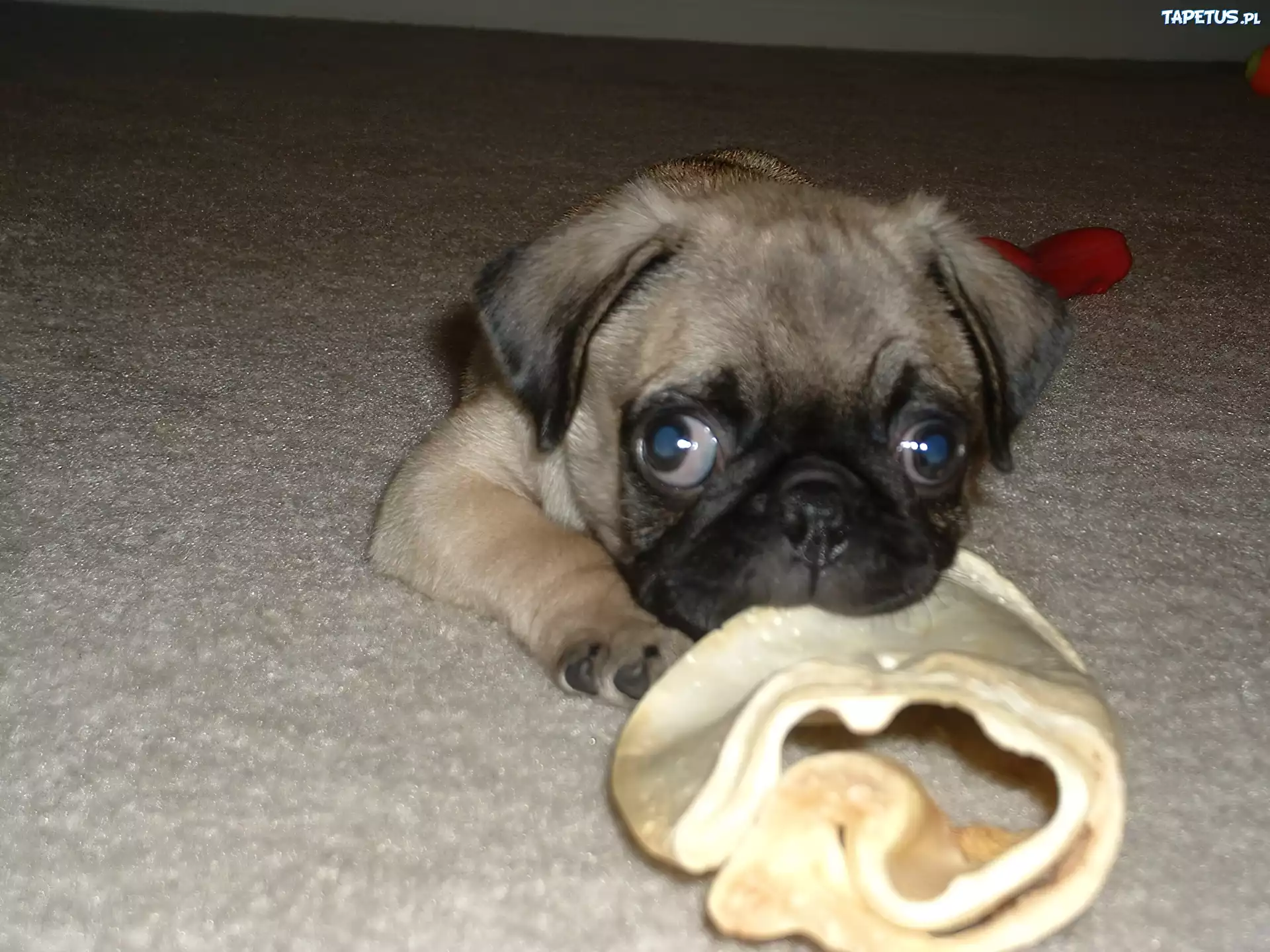 Mops