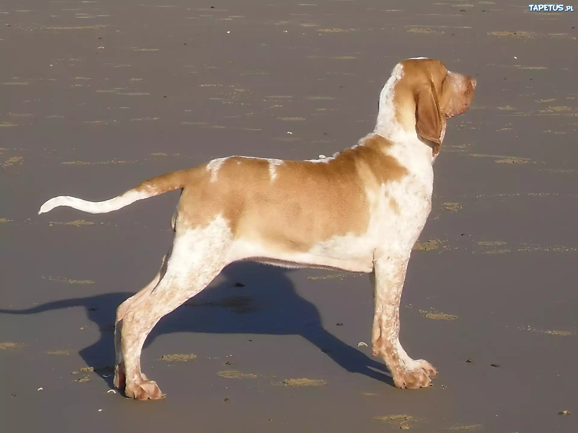 profil, Wyżła włoskiego krótkowłosego, Bracco italiano