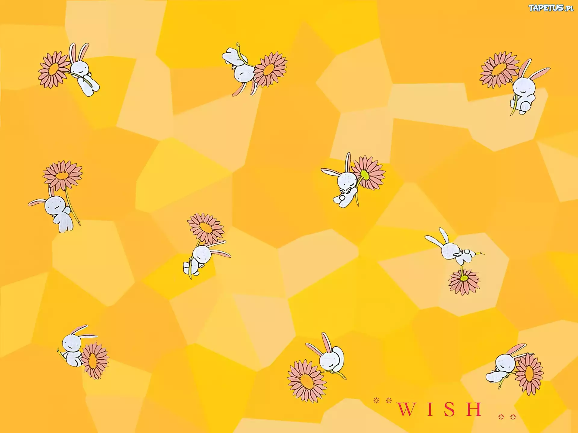 Wish, króliki, stokrotki