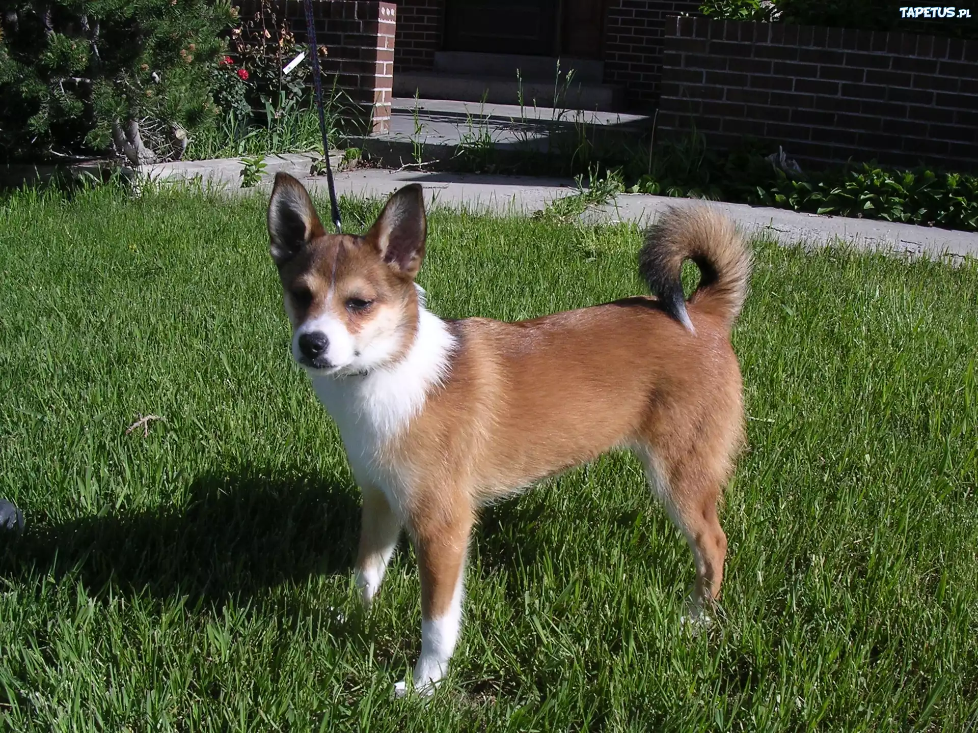 Norsk Lundehund