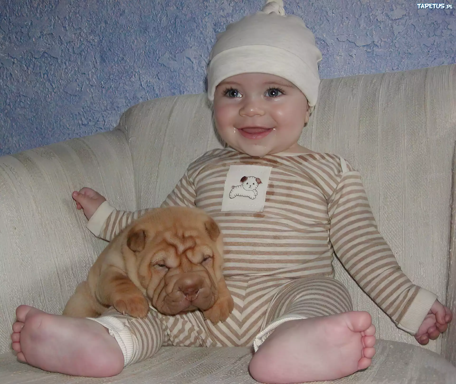 słodki, szczeniak, Shar Pei, zadowolone, dziecko