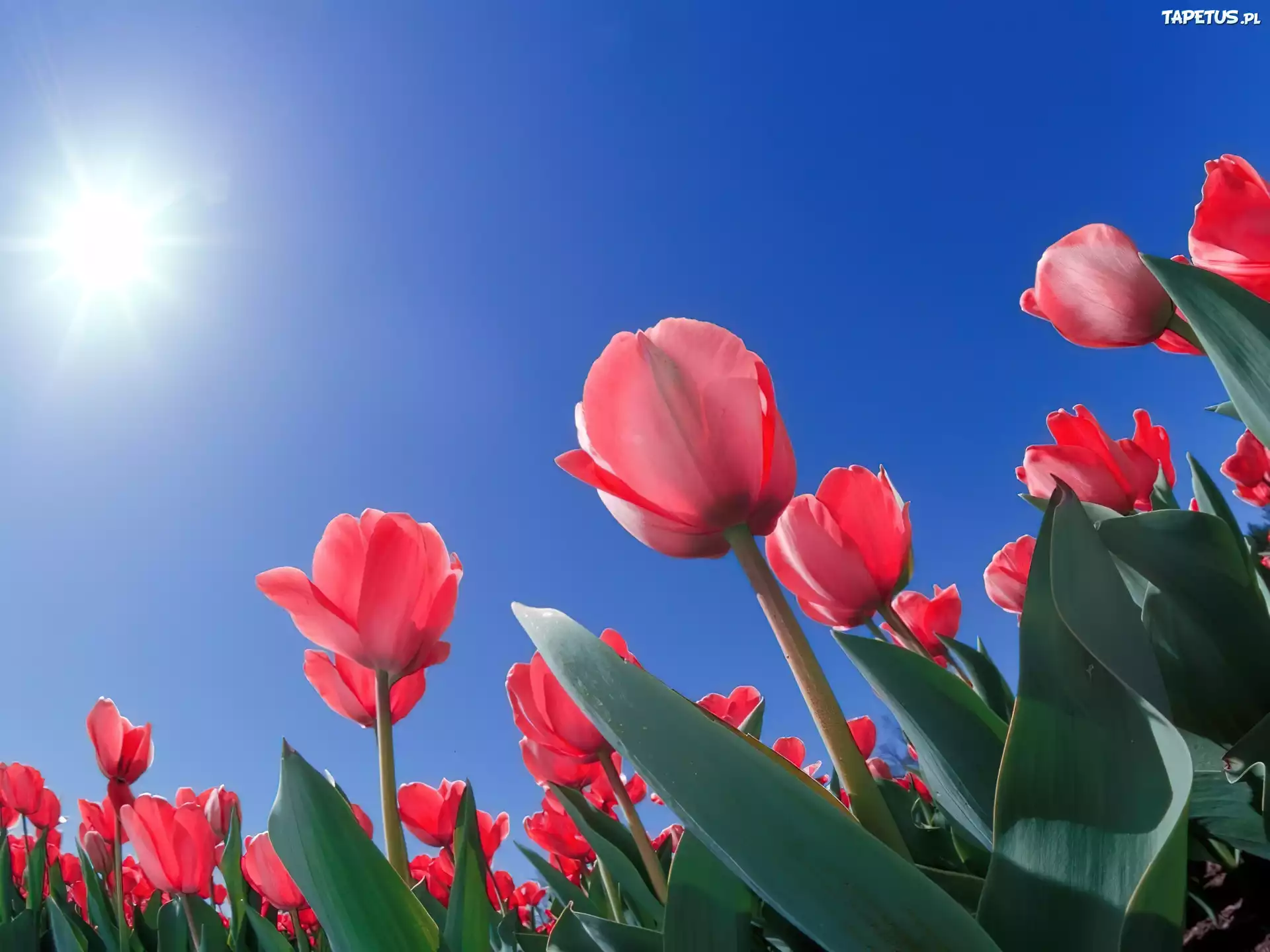 Czerwone Tulipany