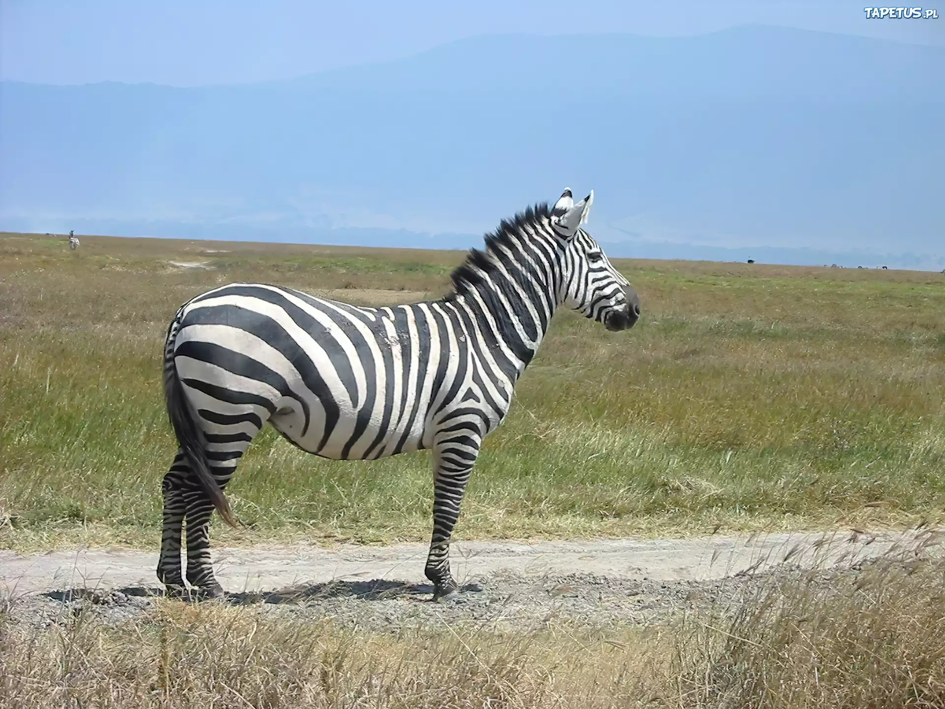 Duża, Zebra