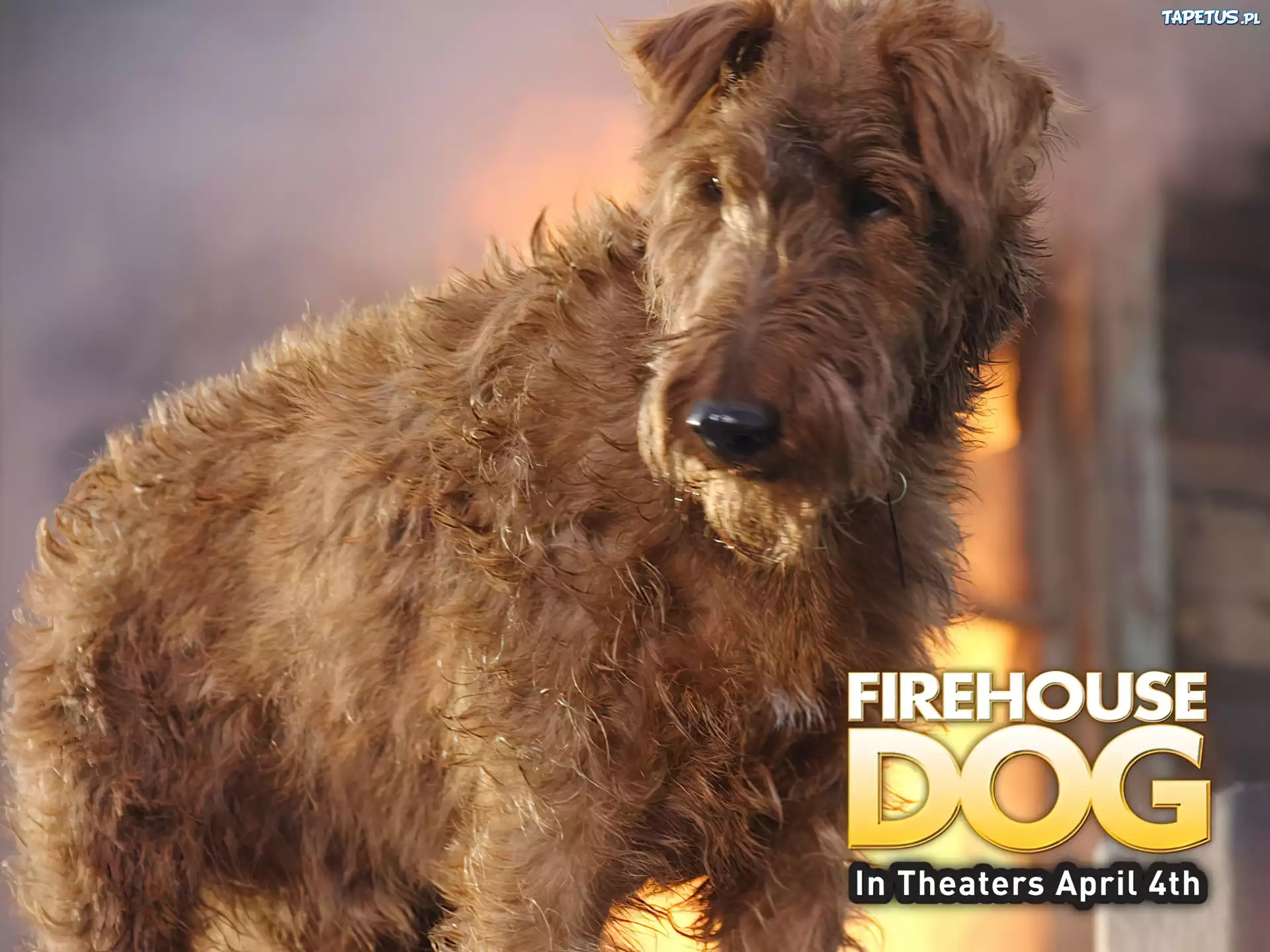 Firehouse Dog, pies