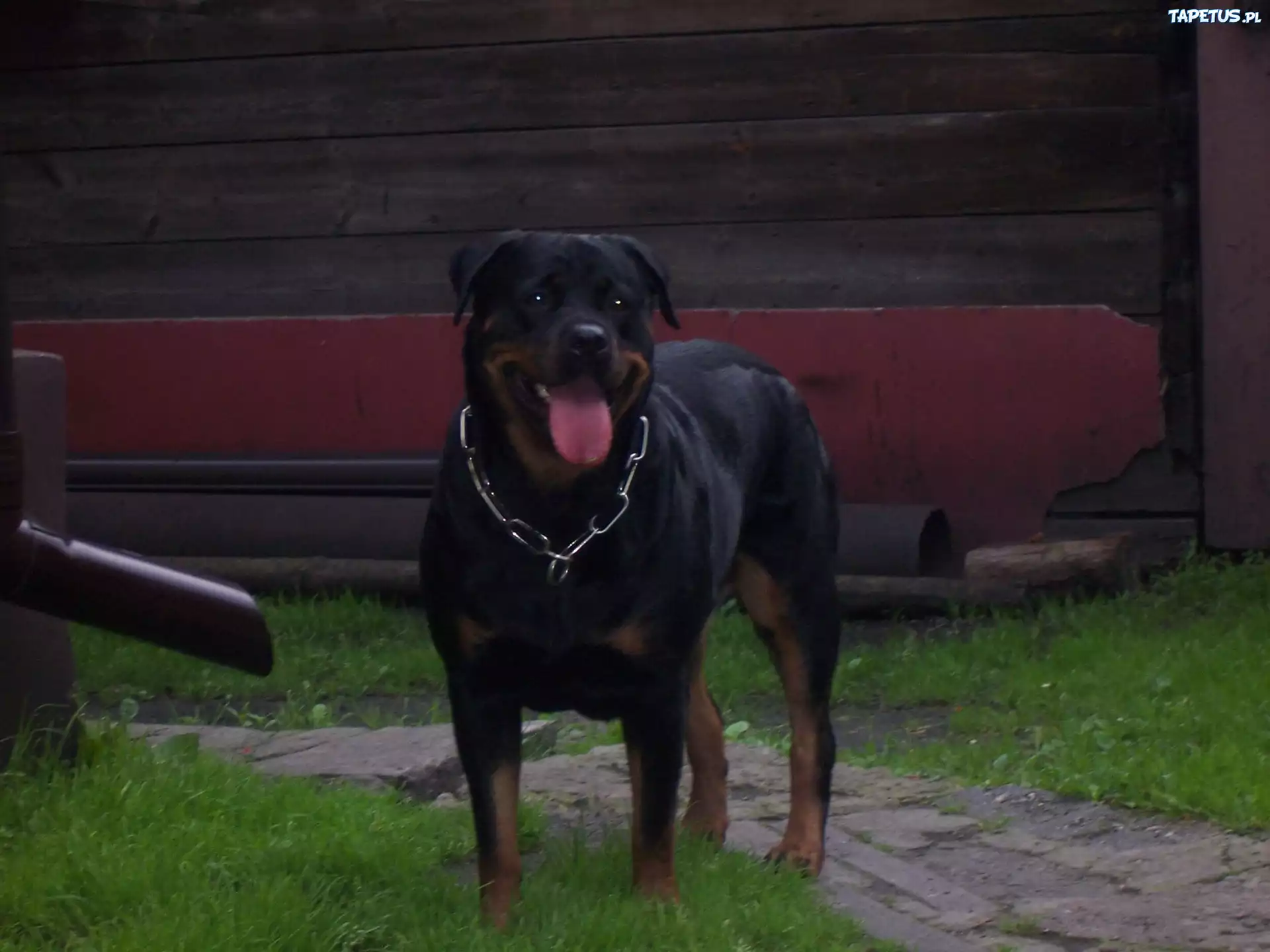 Rottweiler, Obroża
