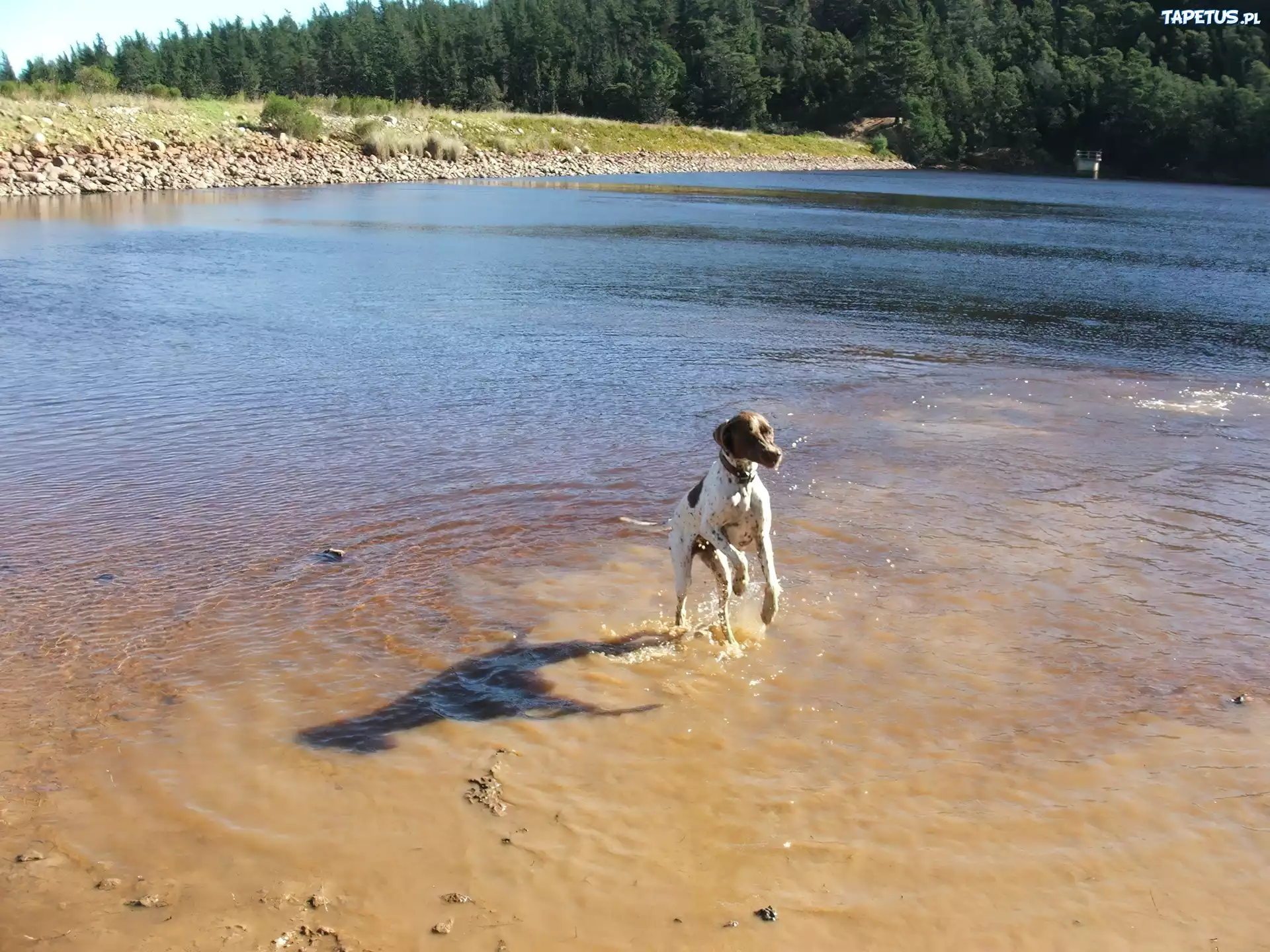 Pointer, woda