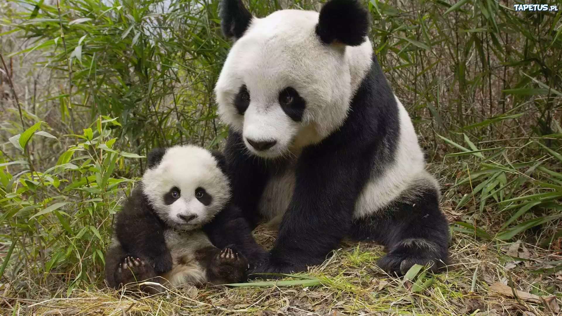 Pandy