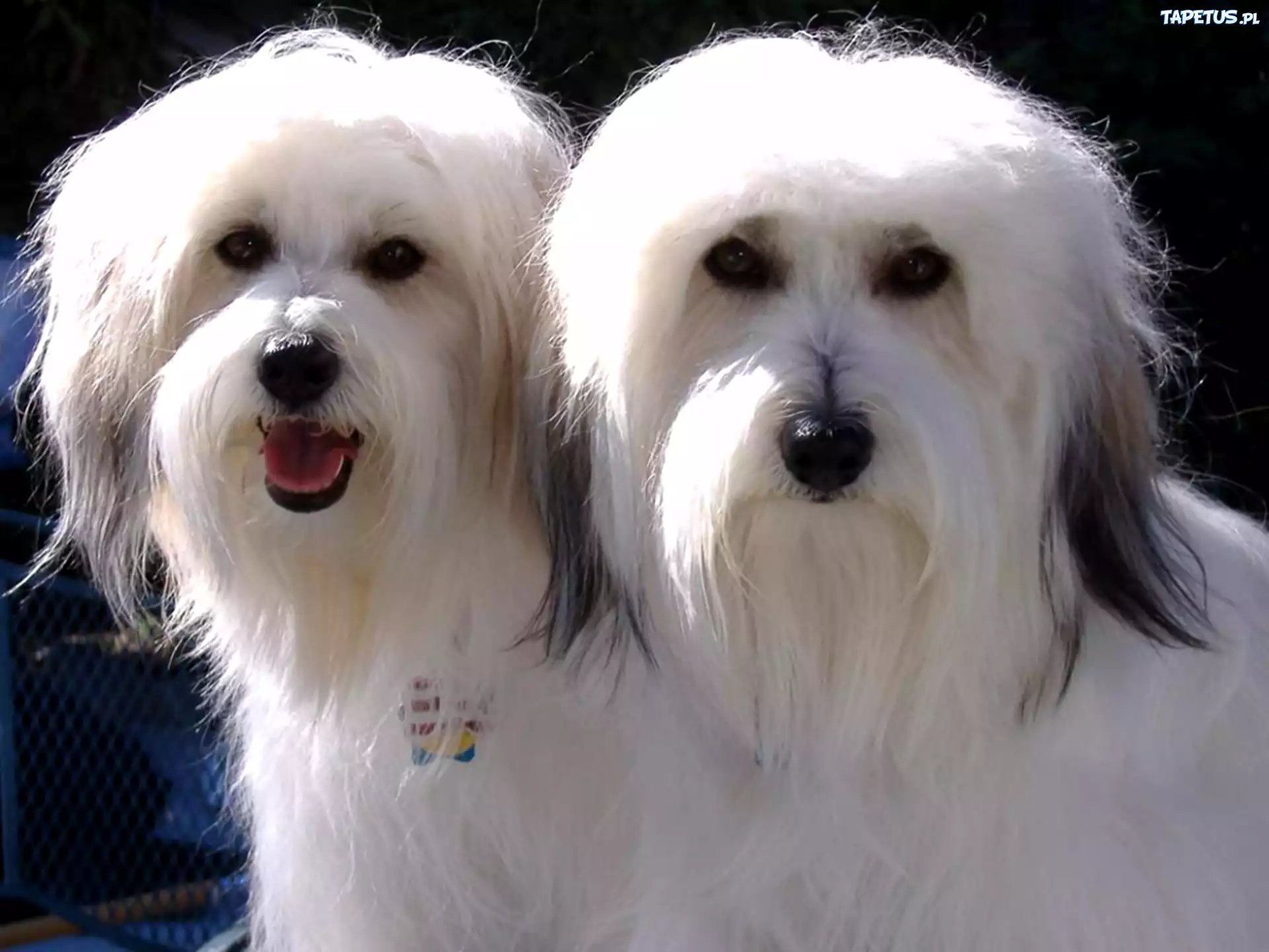 Dwa, Coton de Tulear