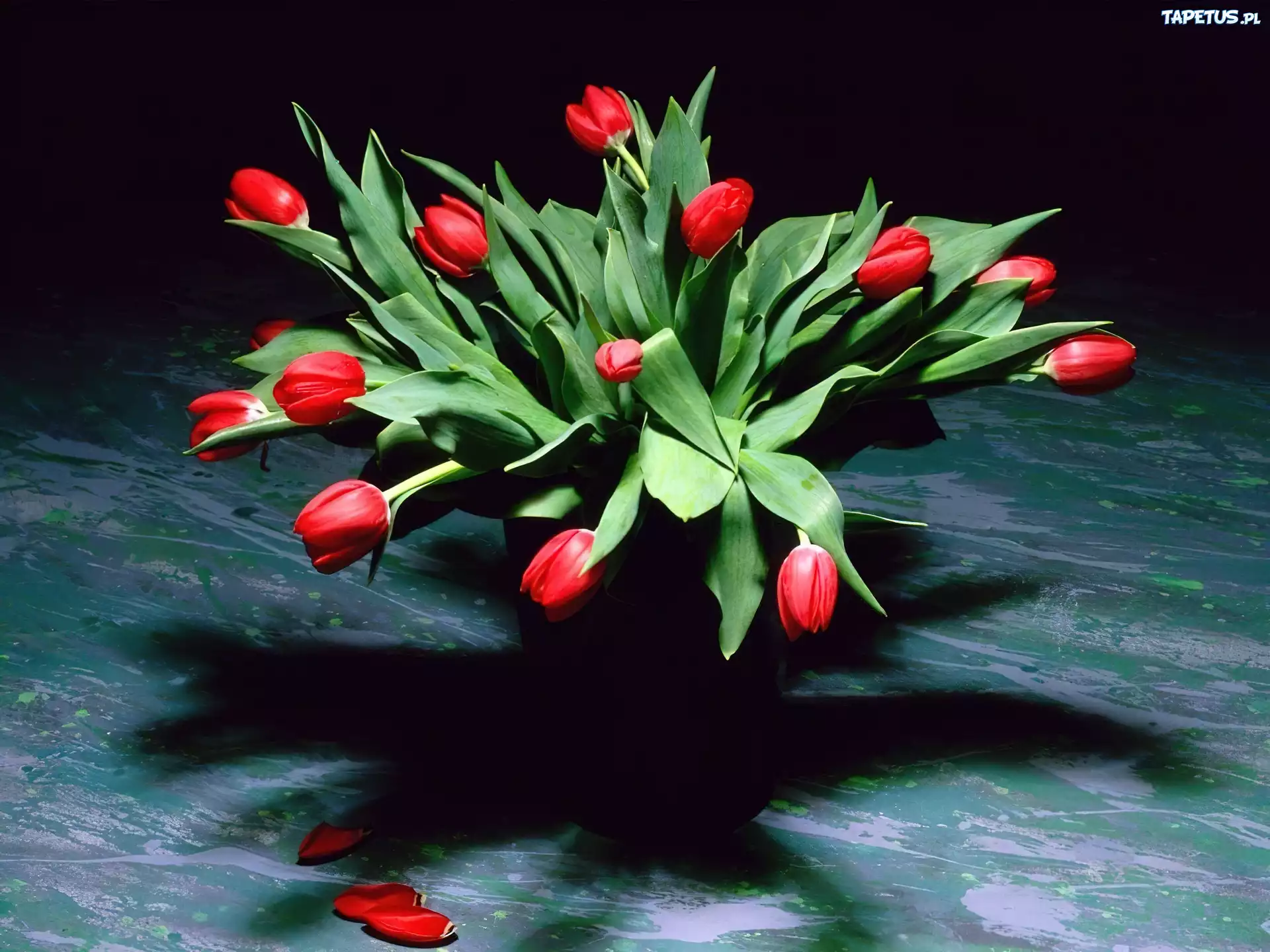 Tulipany