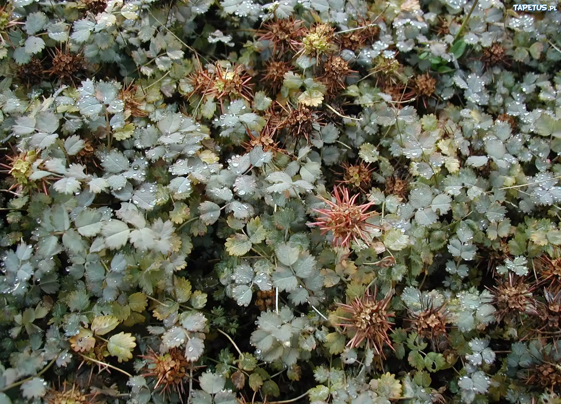 Acena Buchanana