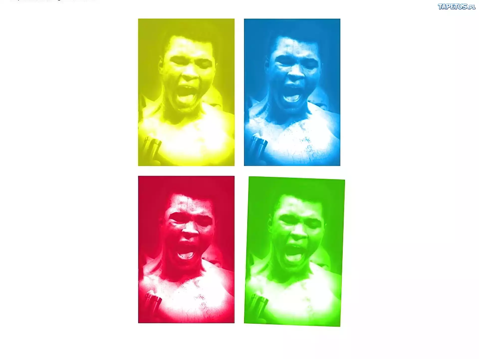 Boks,bokser