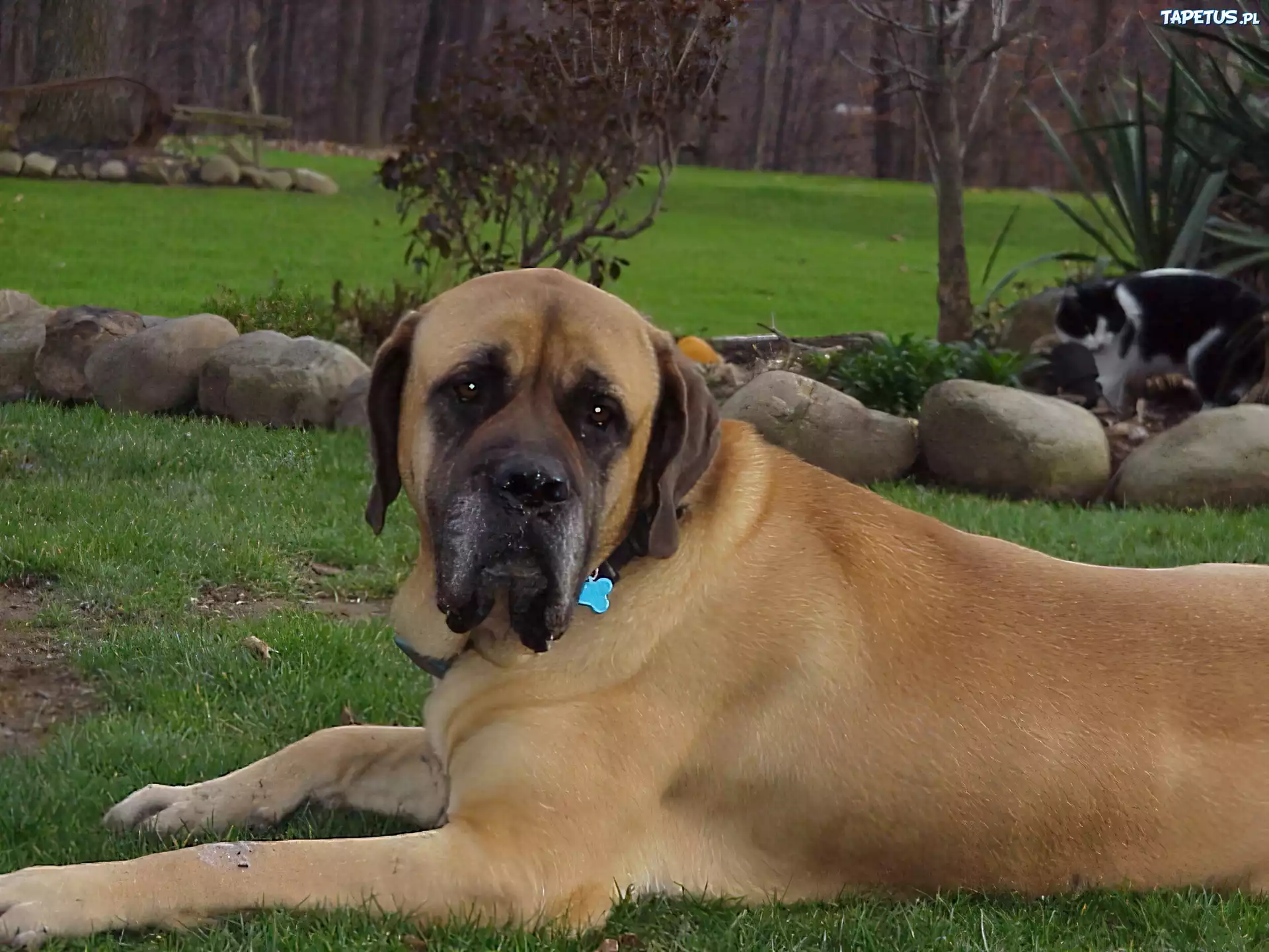 Mastif angielski, Mastiff, ogród, kot